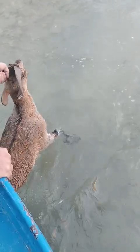 Elâzığ'da Baraj gölüne düşen dağ keçisini balıkçılar kurtardı; o anlar kamerada - Görsel 2