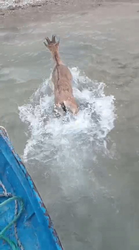 Elâzığ'da Baraj gölüne düşen dağ keçisini balıkçılar kurtardı; o anlar kamerada - Görsel 3