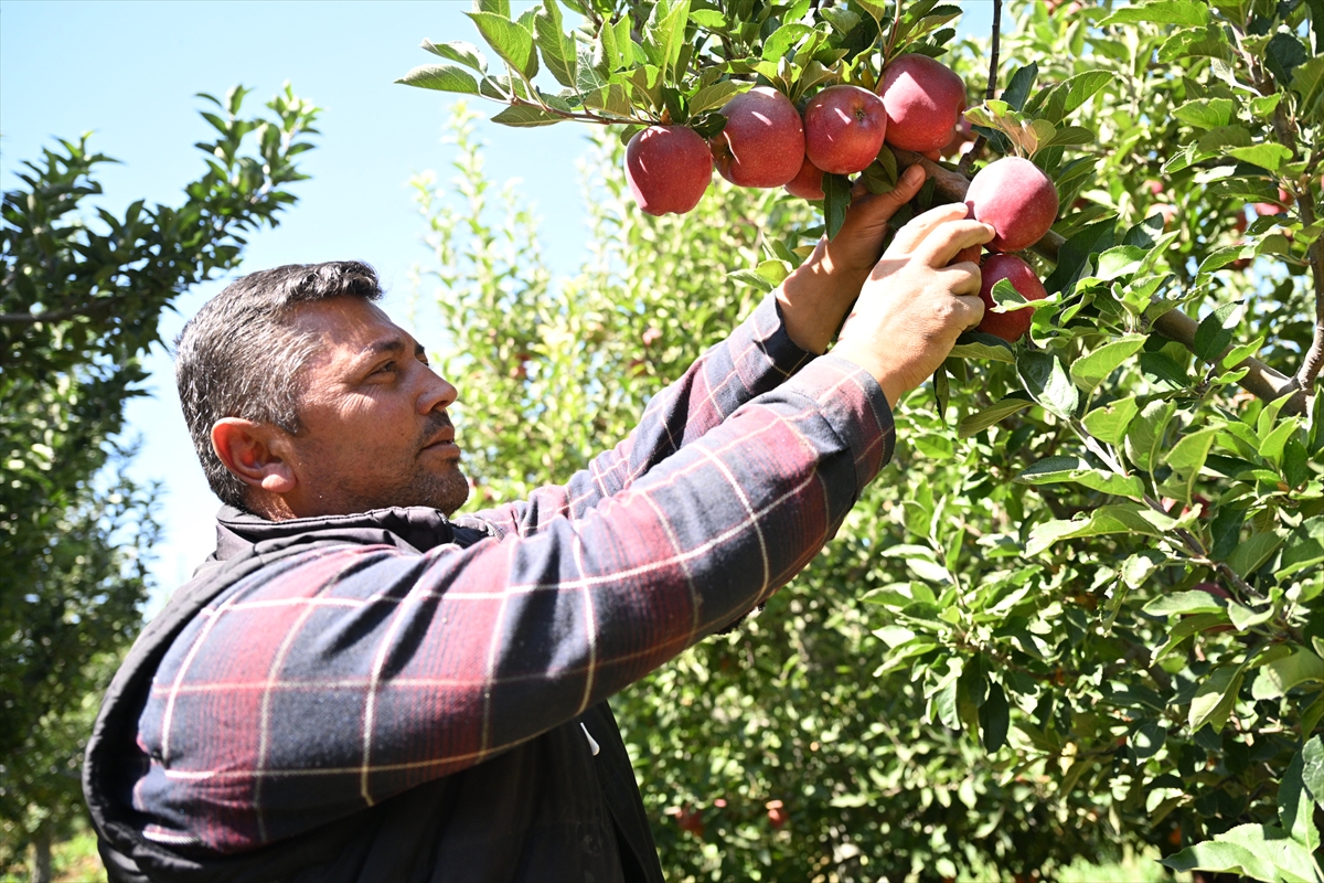 Elma bahçesini "spring su uygulaması" ile zirai dondan koruyan üretici hasada başladı - Görsel 1