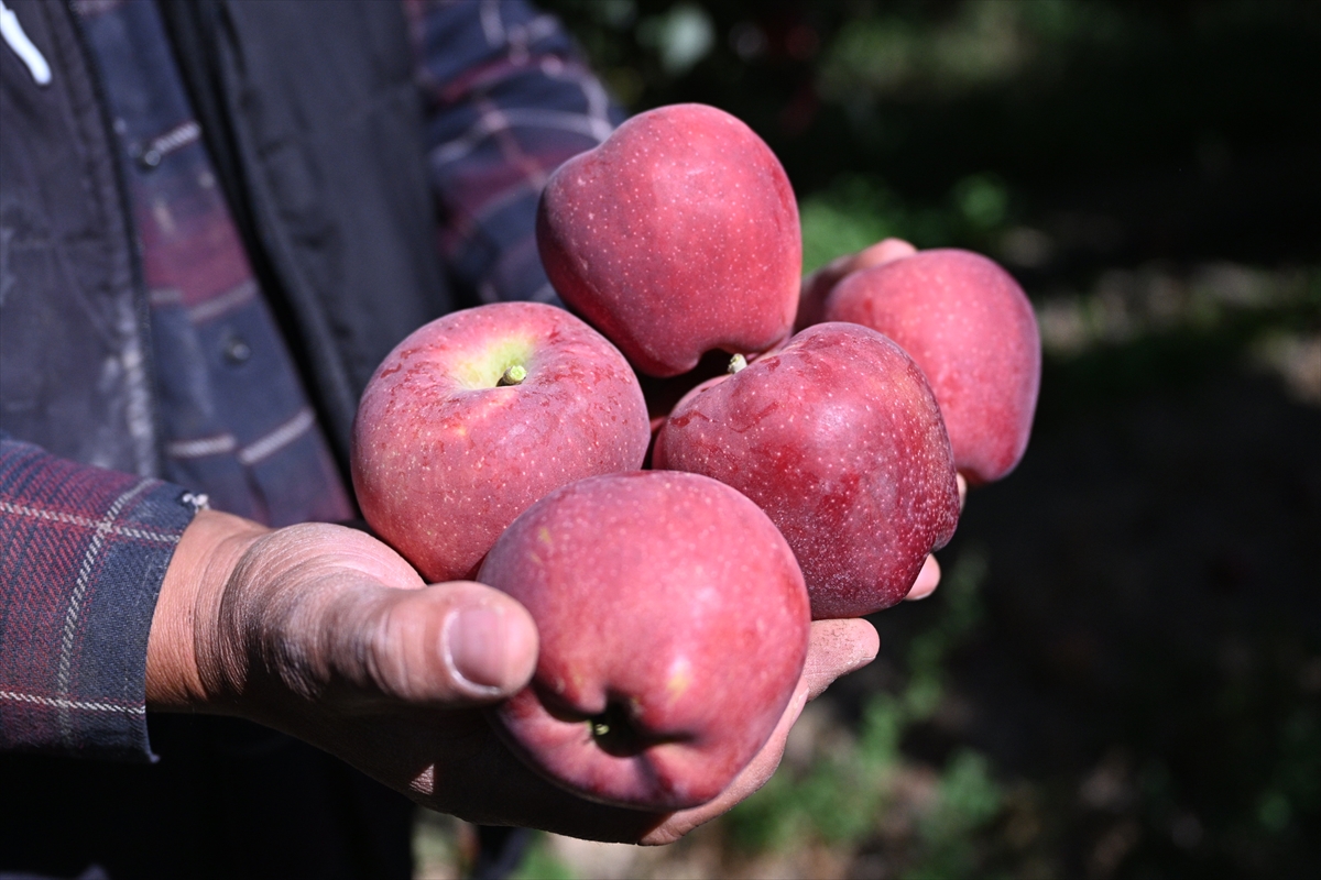 Elma bahçesini "spring su uygulaması" ile zirai dondan koruyan üretici hasada başladı - Görsel 2