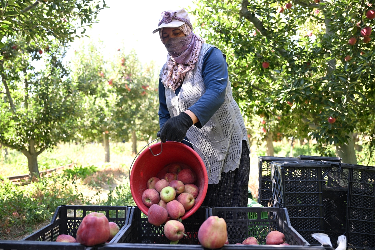 Elma bahçesini "spring su uygulaması" ile zirai dondan koruyan üretici hasada başladı - Görsel 3