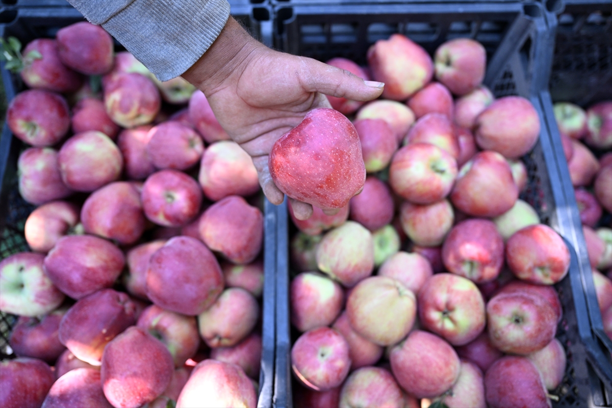 Elma bahçesini "spring su uygulaması" ile zirai dondan koruyan üretici hasada başladı - Görsel 4
