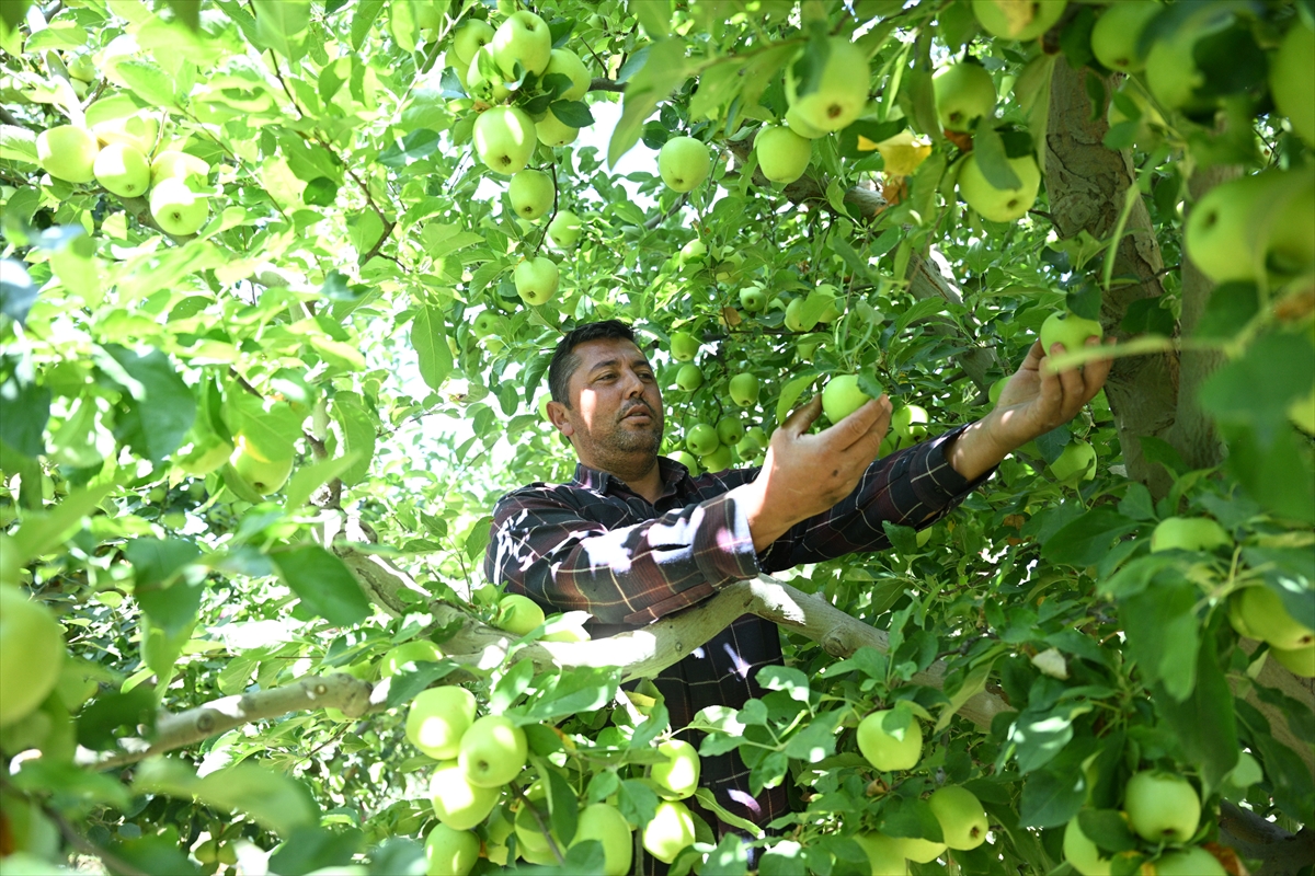 Elma bahçesini "spring su uygulaması" ile zirai dondan koruyan üretici hasada başladı - Görsel 5