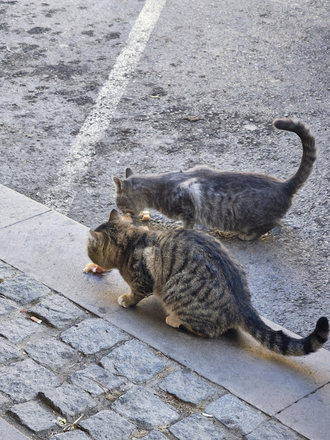 Seydişehir'in Hayvansever Kasabı: Osman Usta ve Mahallenin Kedileri - Görsel 1