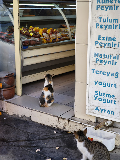 Seydişehir'in Hayvansever Kasabı: Osman Usta ve Mahallenin Kedileri - Görsel 2