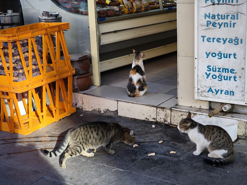 Seydişehir'in Hayvansever Kasabı: Osman Usta ve Mahallenin Kedileri - Görsel 3