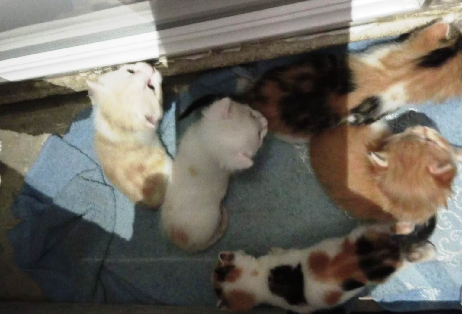 Seydişehir'in Hayvansever Kasabı: Osman Usta ve Mahallenin Kedileri - Görsel 5