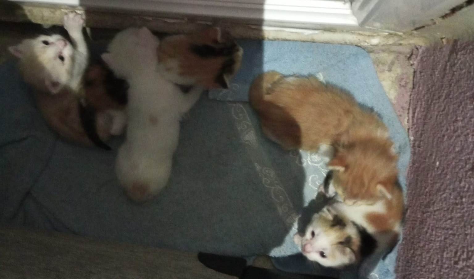 Seydişehir'in Hayvansever Kasabı: Osman Usta ve Mahallenin Kedileri - Görsel 6