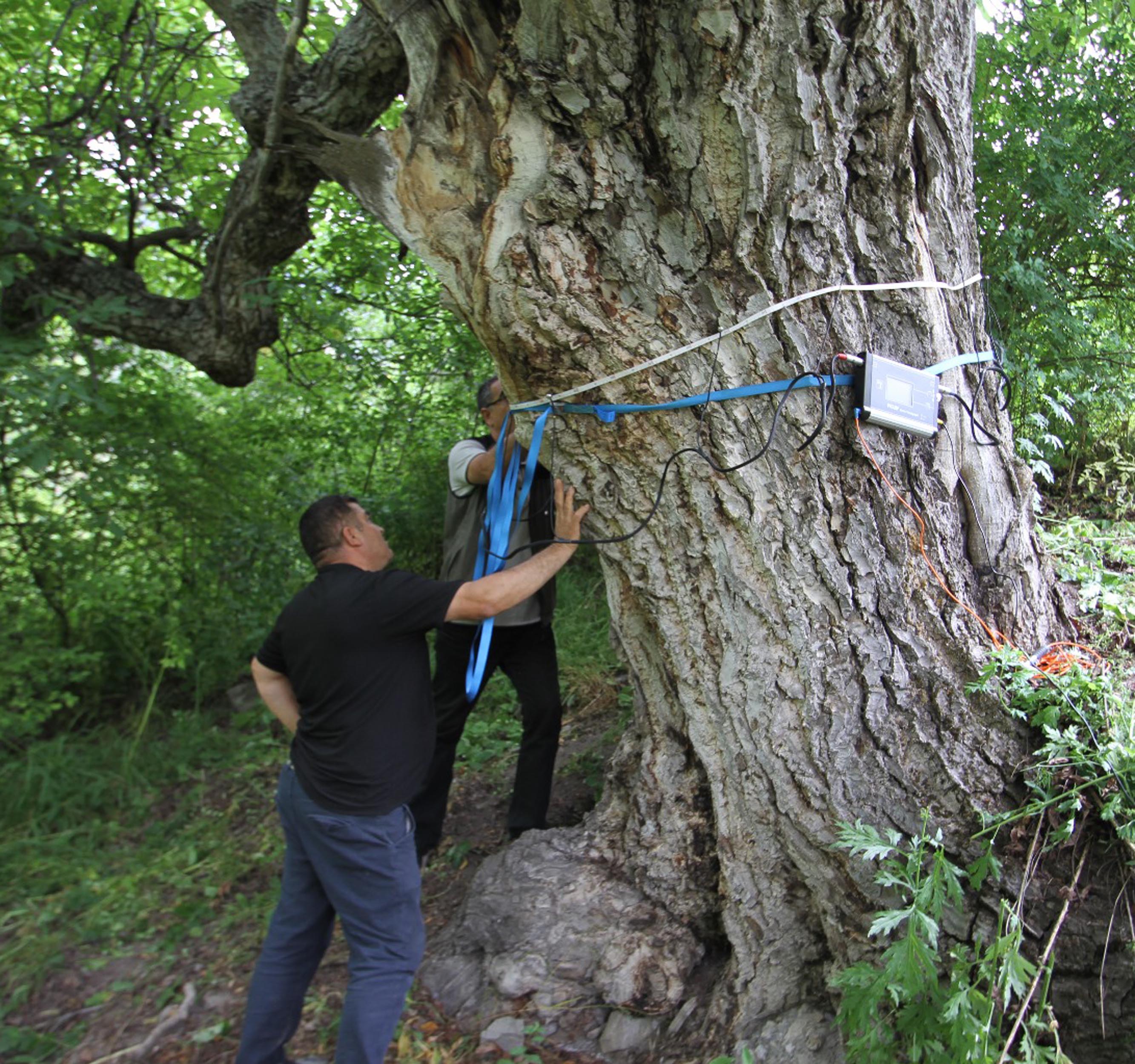 Erzurum - Oltu'daki ceviz ağacının 620 yaşında olduğu tespit edildi - Görsel 3