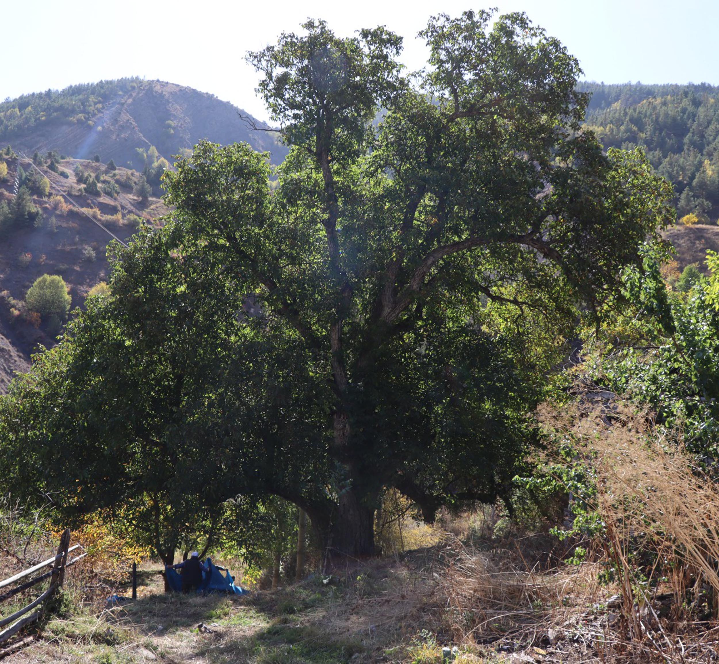 Erzurum - Oltu'daki ceviz ağacının 620 yaşında olduğu tespit edildi - Görsel 6