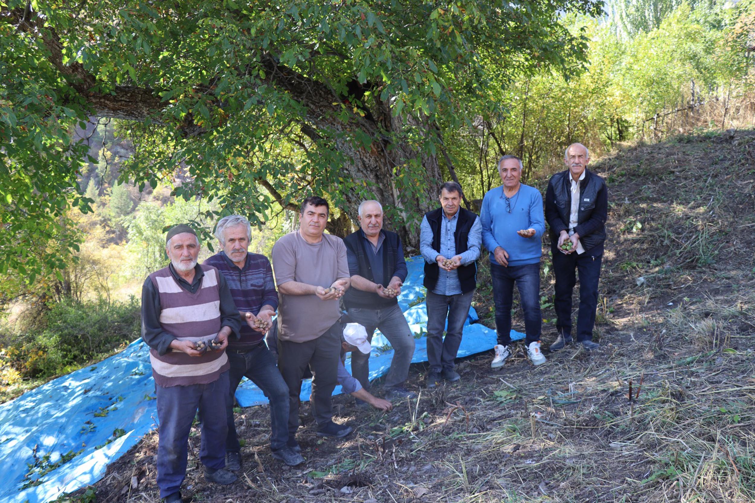Erzurum - Oltu'daki ceviz ağacının 620 yaşında olduğu tespit edildi - Görsel 7