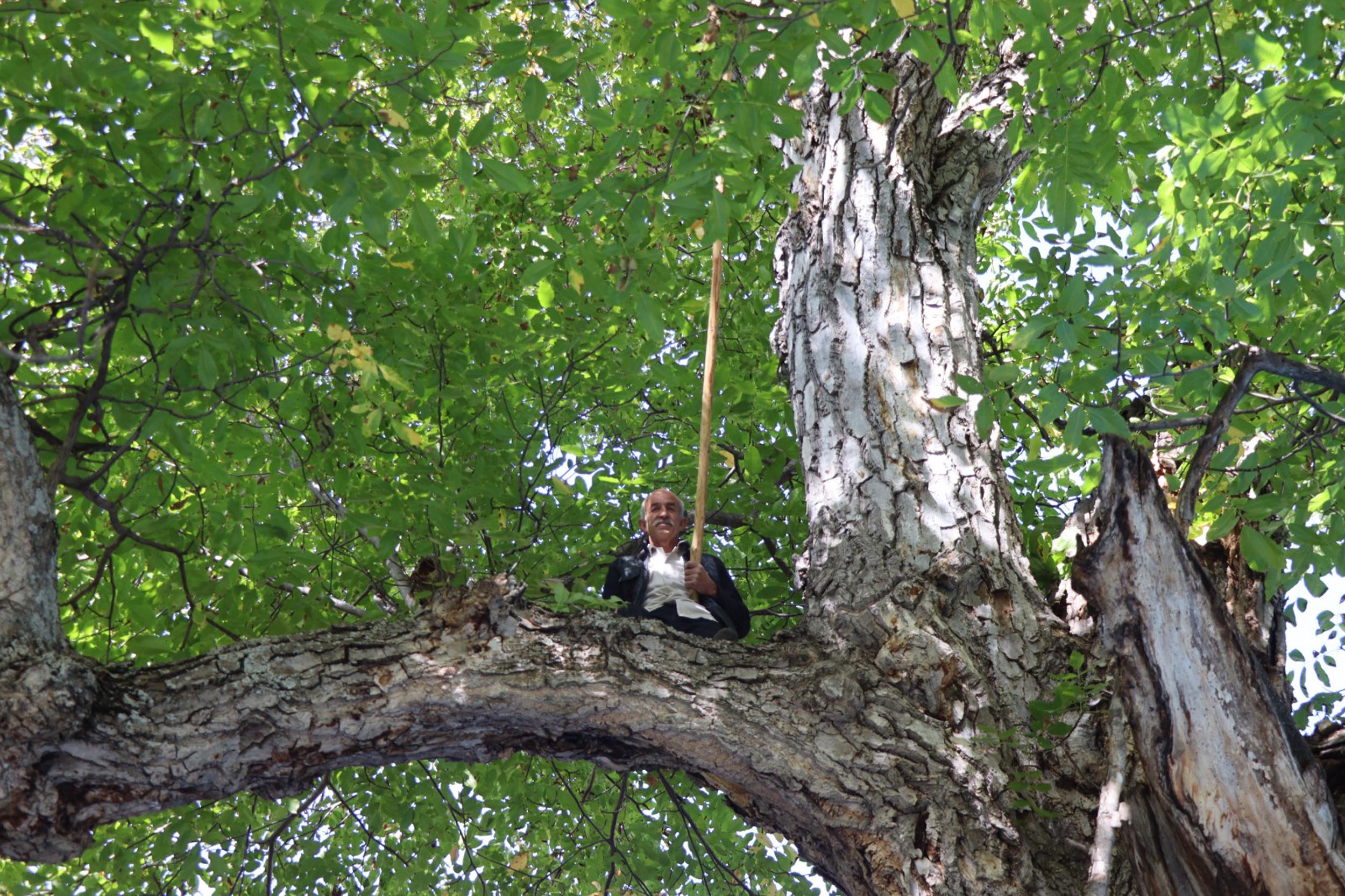 Erzurum - Oltu'daki ceviz ağacının 620 yaşında olduğu tespit edildi - Görsel 8
