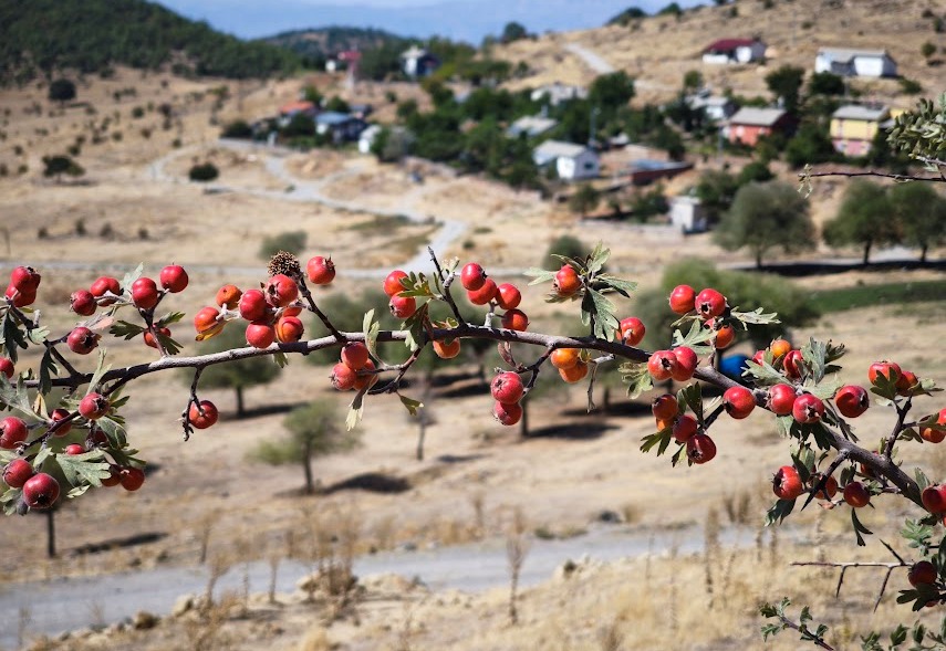 Alıç Meyvesine Yoğun İlgi:  - Görsel 2