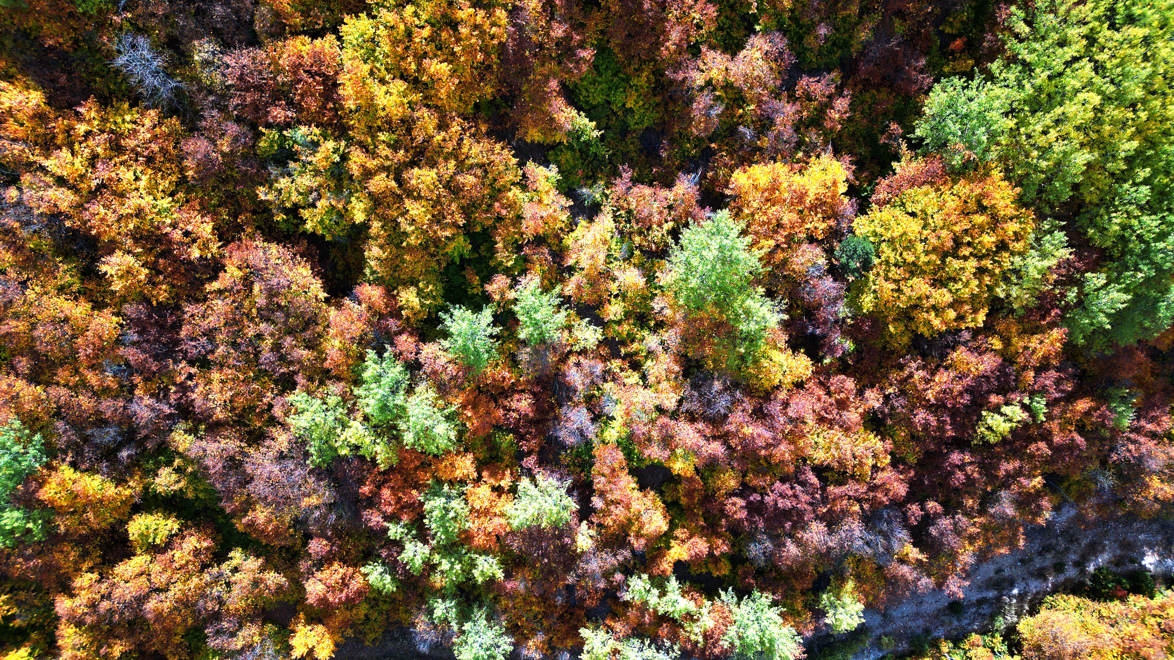 Sivas Geminbeli Geçidi'nde sonbahar renkleri fotohaber - Görsel 3