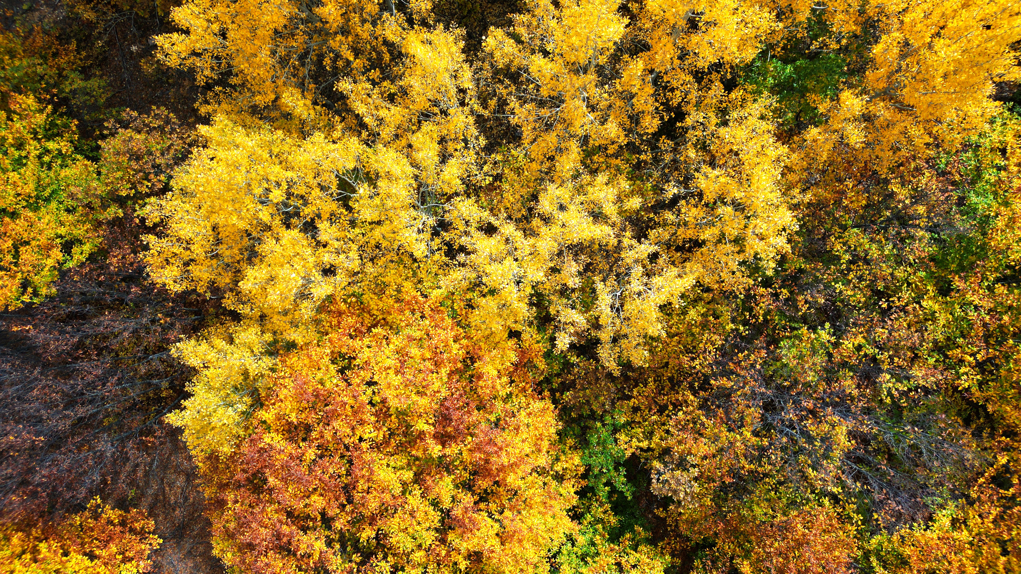 Sivas Geminbeli Geçidi'nde sonbahar renkleri fotohaber - Görsel 5