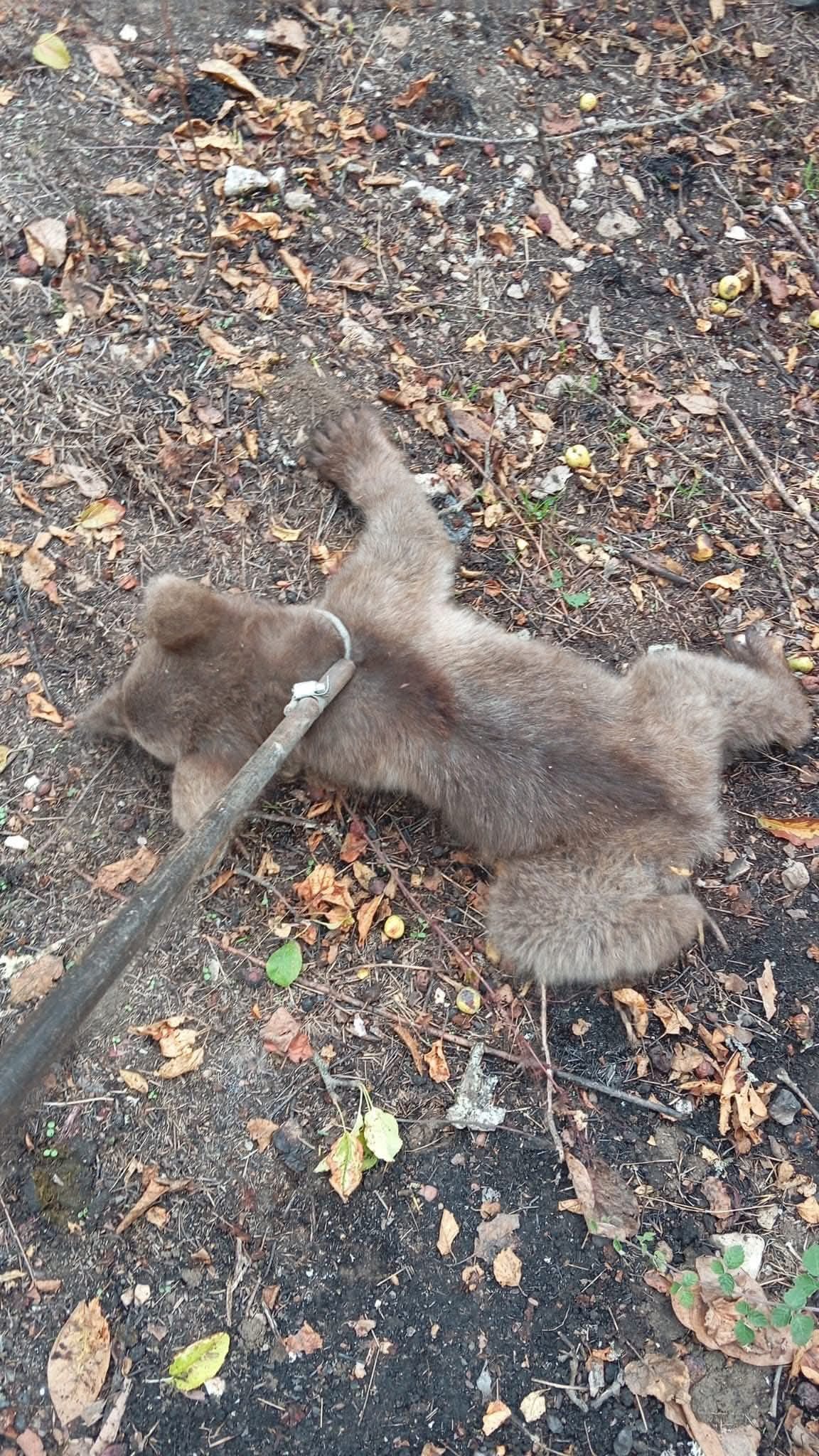 Karabükte Ağaca çıkan yavru ayı mahsur kaldı - Görsel 1