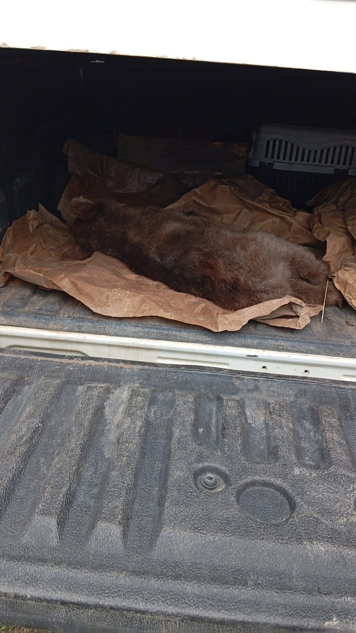 Karabükte Ağaca çıkan yavru ayı mahsur kaldı - Görsel 2