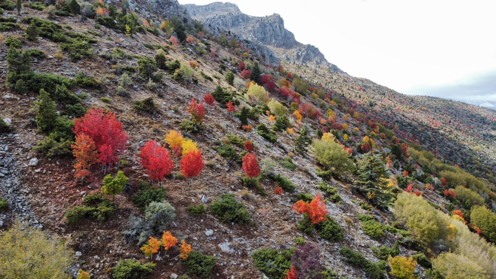 Küpe Dağı Eteklerinde Sonbahar Şöleni: Seydişehir Doğası Sarı ve Kırmızıya Büründü - Görsel 3