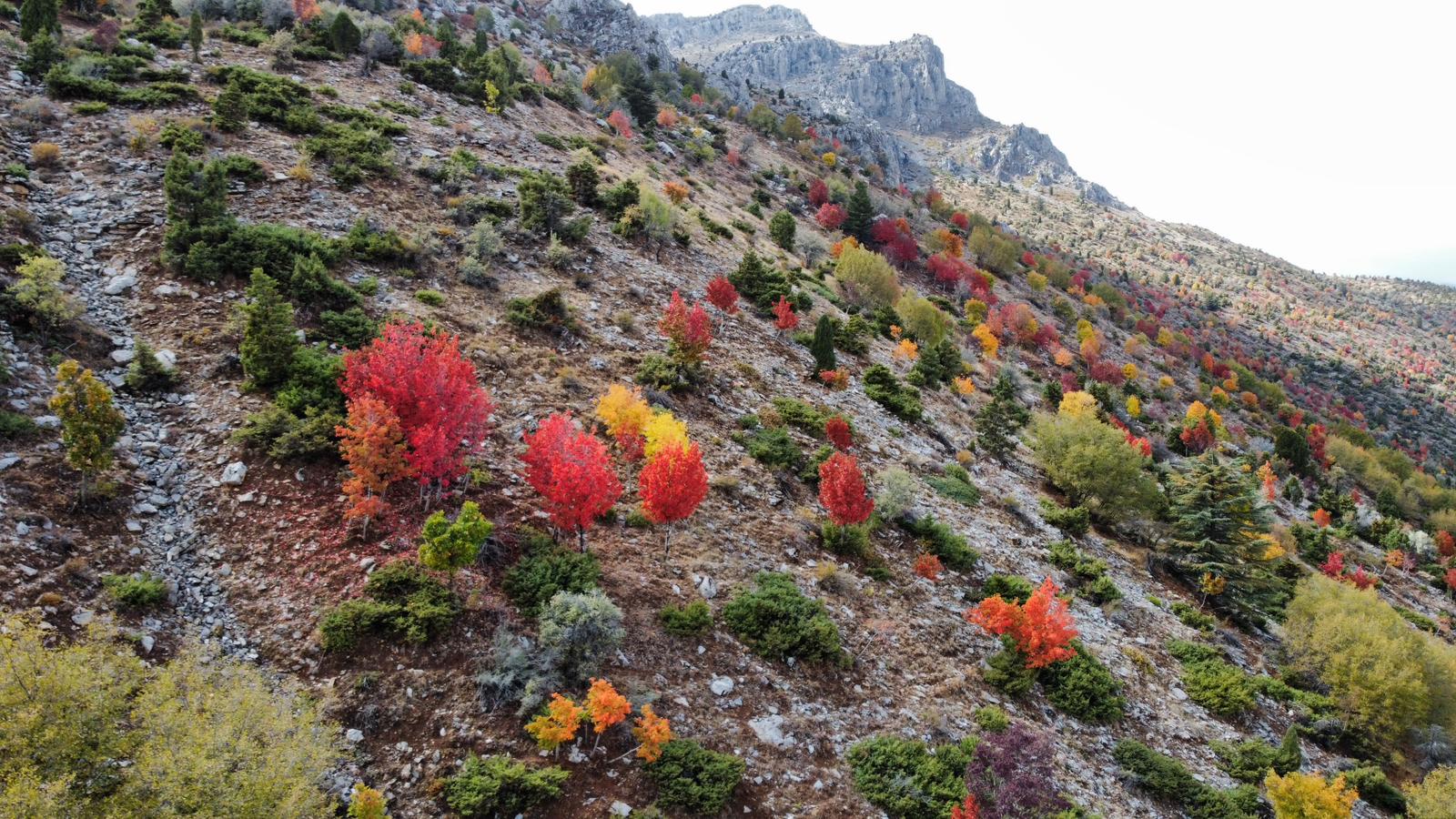 Küpe Dağı Eteklerinde Sonbahar Şöleni: Seydişehir Doğası Sarı ve Kırmızıya Büründü - Görsel 4