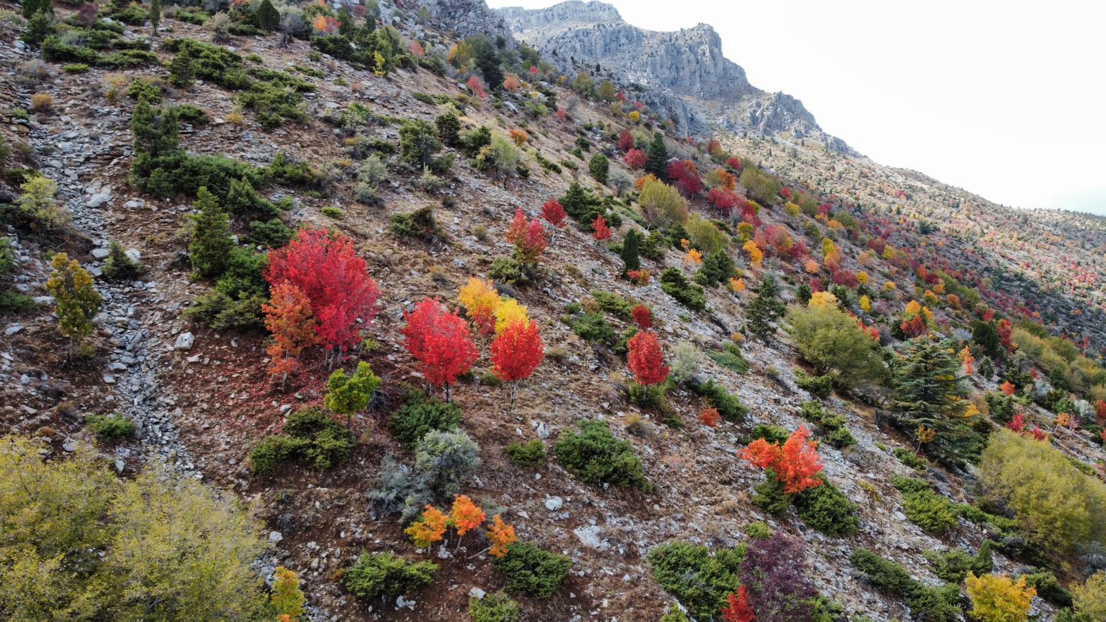 Küpe Dağı Eteklerinde Sonbahar Şöleni: Seydişehir Doğası Sarı ve Kırmızıya Büründü - Görsel 5