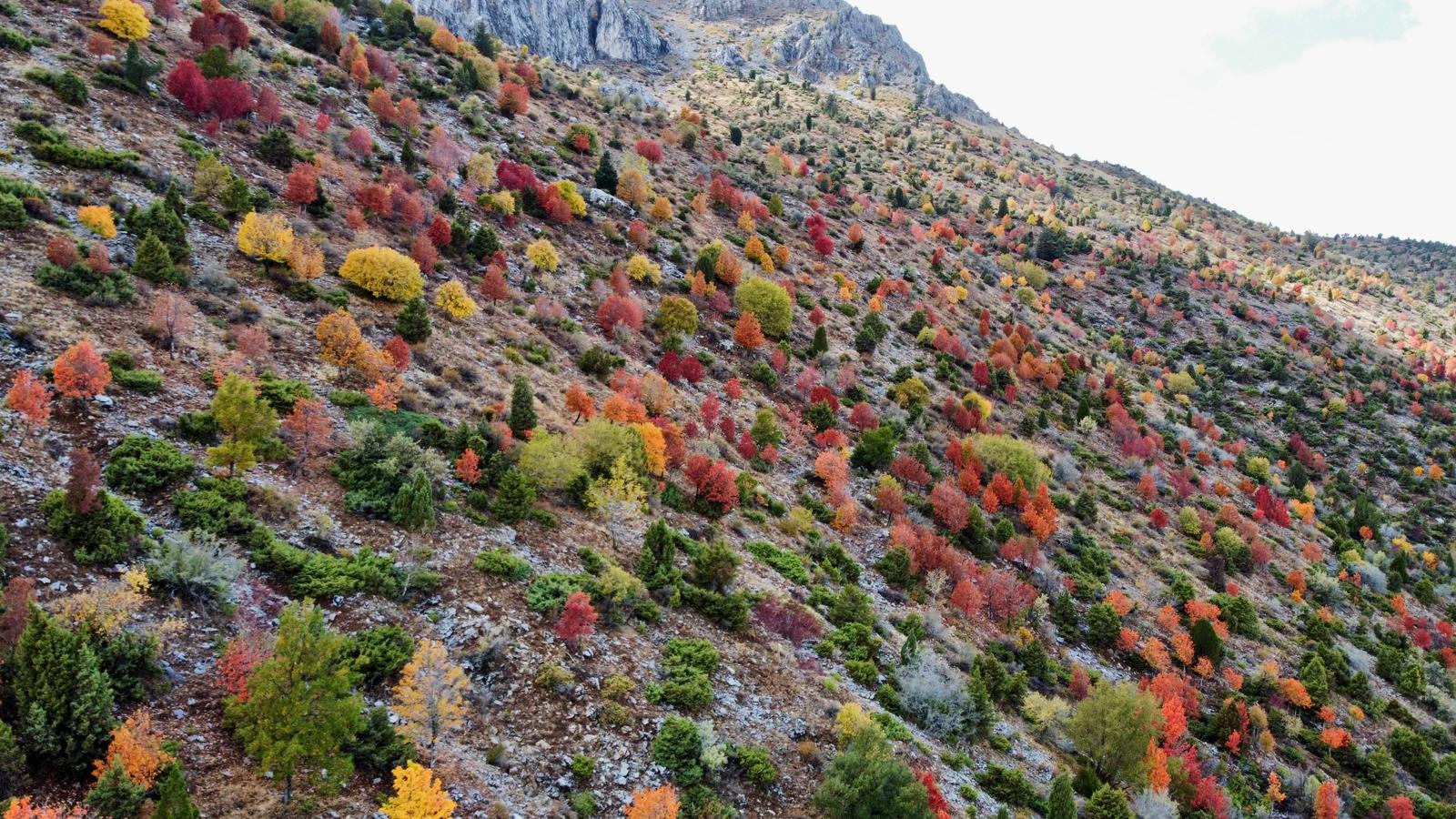Küpe Dağı Eteklerinde Sonbahar Şöleni: Seydişehir Doğası Sarı ve Kırmızıya Büründü - Görsel 7