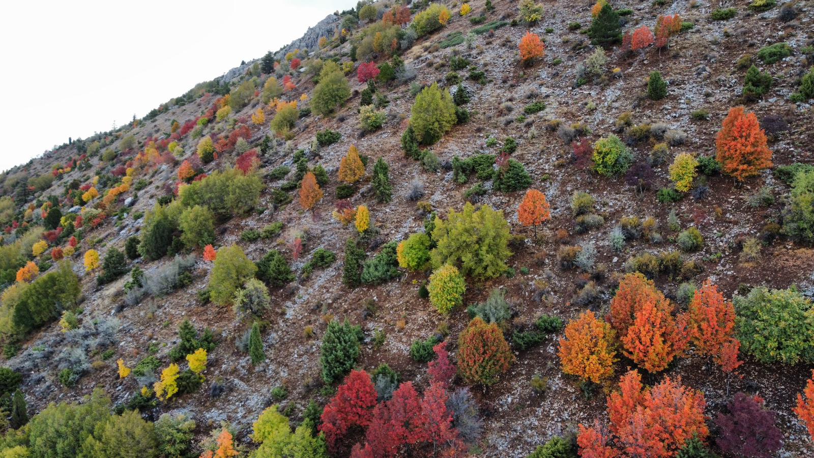 Küpe Dağı Eteklerinde Sonbahar Şöleni: Seydişehir Doğası Sarı ve Kırmızıya Büründü - Görsel 8