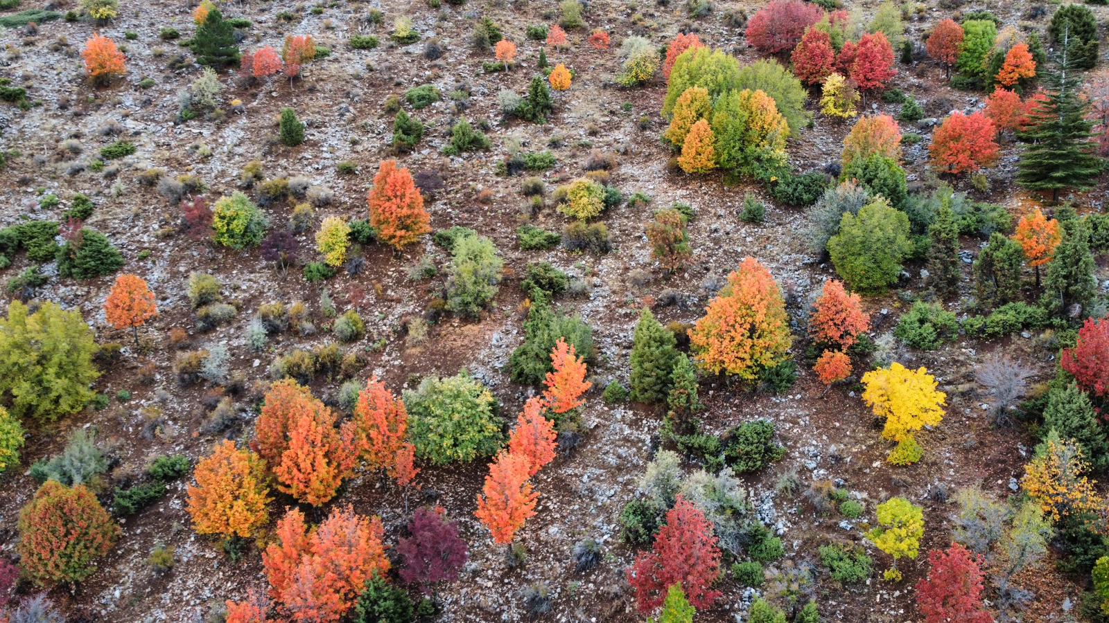 Küpe Dağı Eteklerinde Sonbahar Şöleni: Seydişehir Doğası Sarı ve Kırmızıya Büründü - Görsel 9