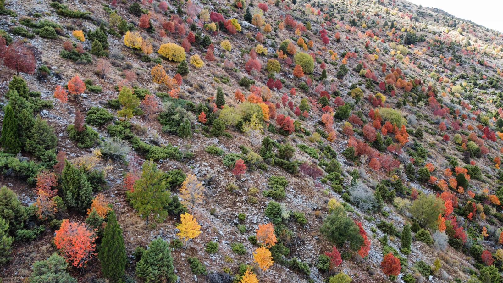 Küpe Dağı Eteklerinde Sonbahar Şöleni: Seydişehir Doğası Sarı ve Kırmızıya Büründü - Görsel 10
