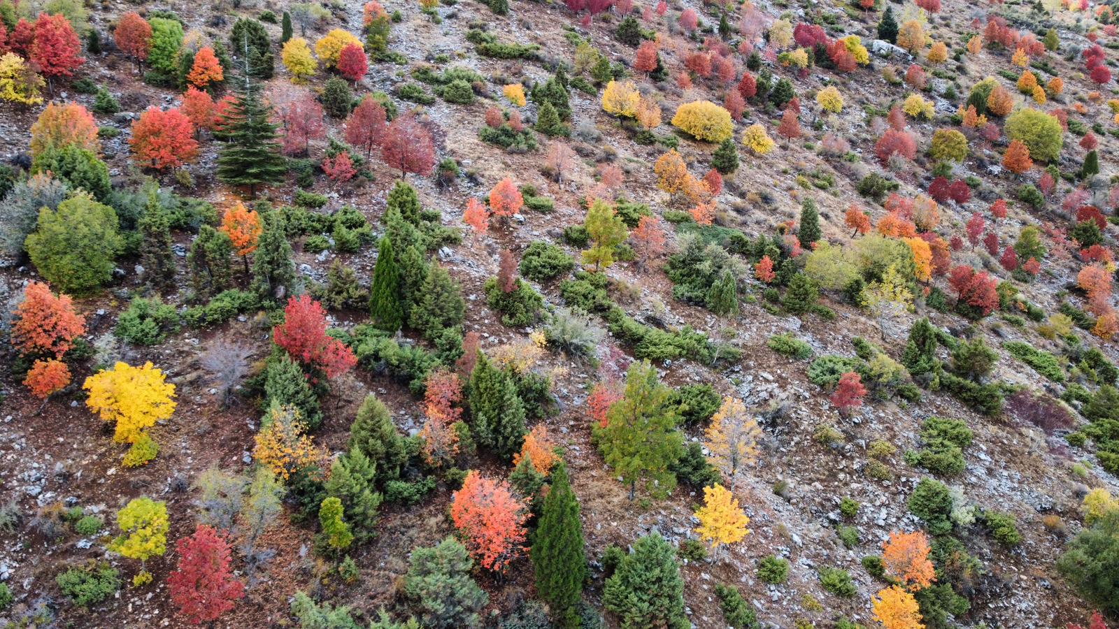 Küpe Dağı Eteklerinde Sonbahar Şöleni: Seydişehir Doğası Sarı ve Kırmızıya Büründü - Görsel 11