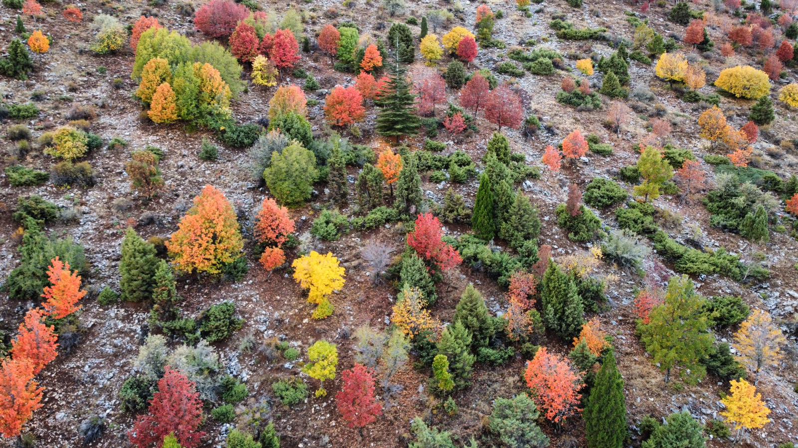 Küpe Dağı Eteklerinde Sonbahar Şöleni: Seydişehir Doğası Sarı ve Kırmızıya Büründü - Görsel 12