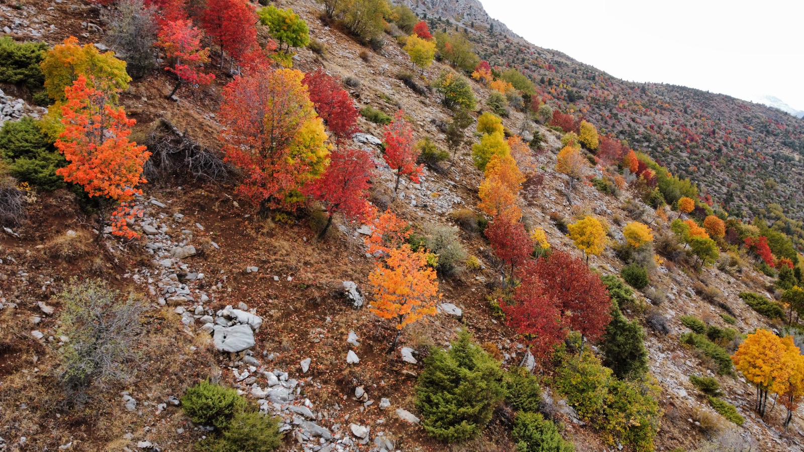 Küpe Dağı Eteklerinde Sonbahar Şöleni: Seydişehir Doğası Sarı ve Kırmızıya Büründü - Görsel 13