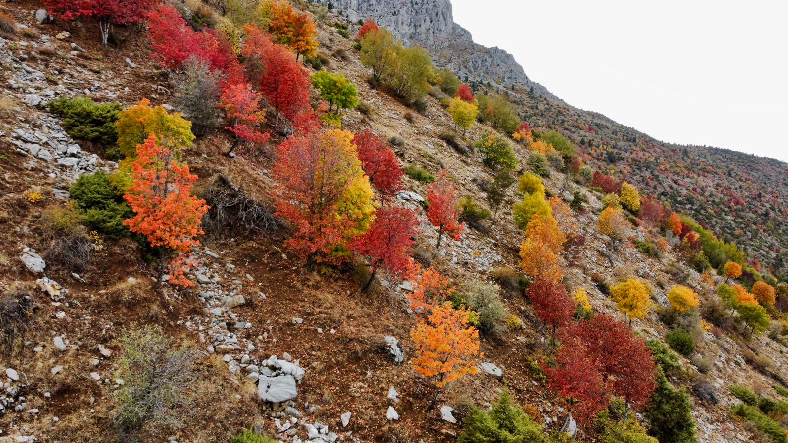 Küpe Dağı Eteklerinde Sonbahar Şöleni: Seydişehir Doğası Sarı ve Kırmızıya Büründü - Görsel 14