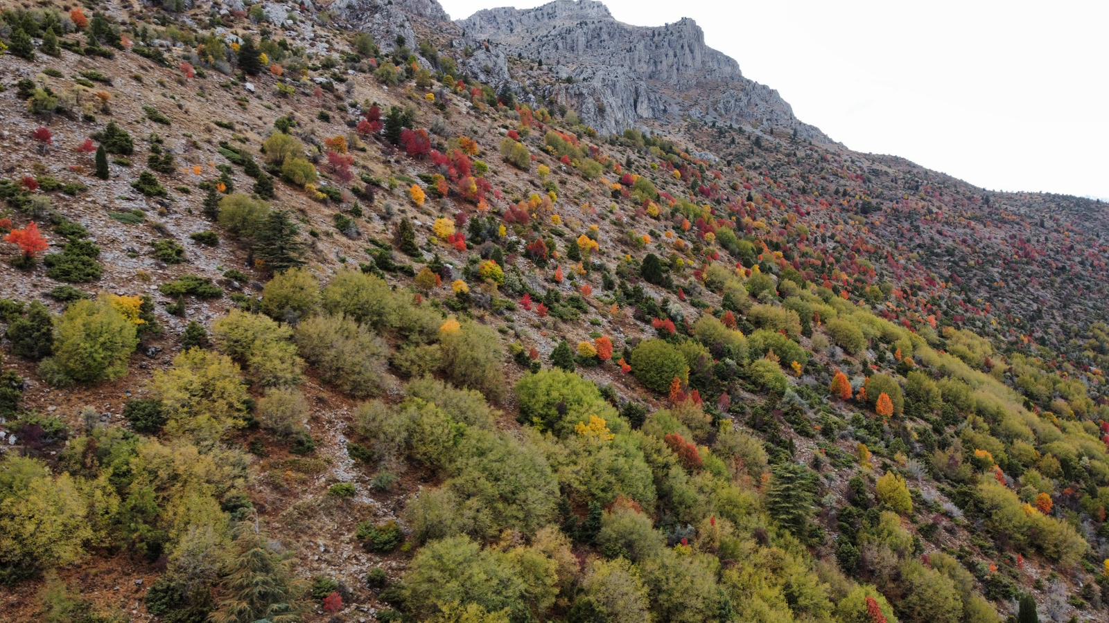 Küpe Dağı Eteklerinde Sonbahar Şöleni: Seydişehir Doğası Sarı ve Kırmızıya Büründü - Görsel 17