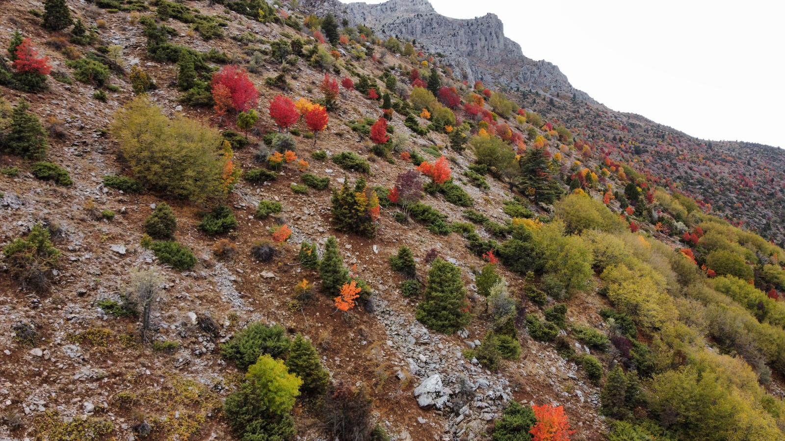 Küpe Dağı Eteklerinde Sonbahar Şöleni: Seydişehir Doğası Sarı ve Kırmızıya Büründü - Görsel 19