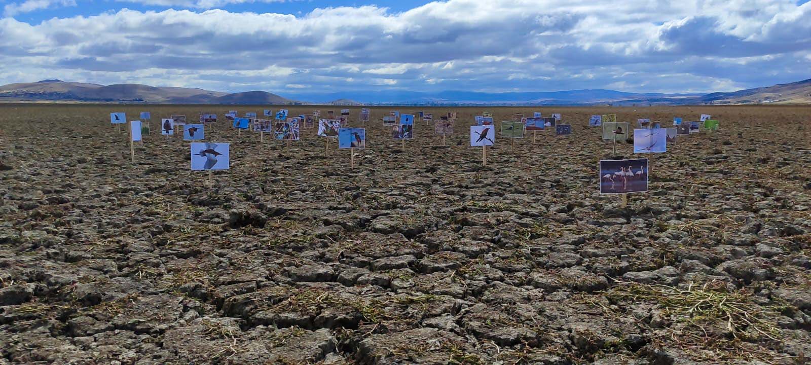 Konya- Kuruyan gölde,daha önce çekilen kuşların fotoğraflarıyla kuraklığa dikkat çektiler - Görsel 3