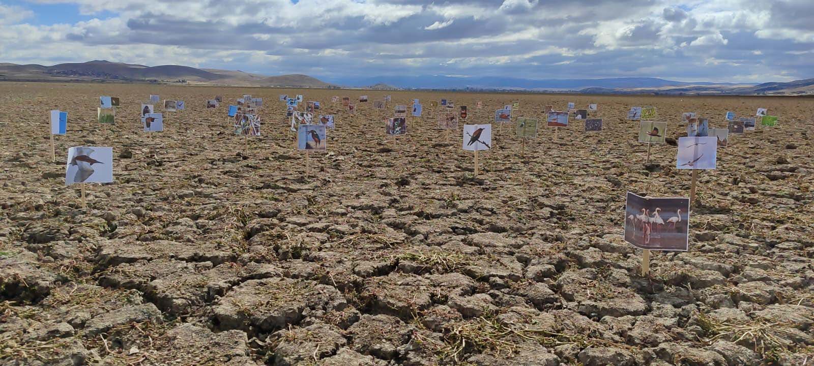 Konya- Kuruyan gölde,daha önce çekilen kuşların fotoğraflarıyla kuraklığa dikkat çektiler - Görsel 4