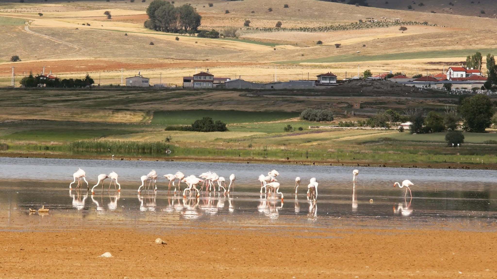 Konya- Kuruyan gölde,daha önce çekilen kuşların fotoğraflarıyla kuraklığa dikkat çektiler - Görsel 8