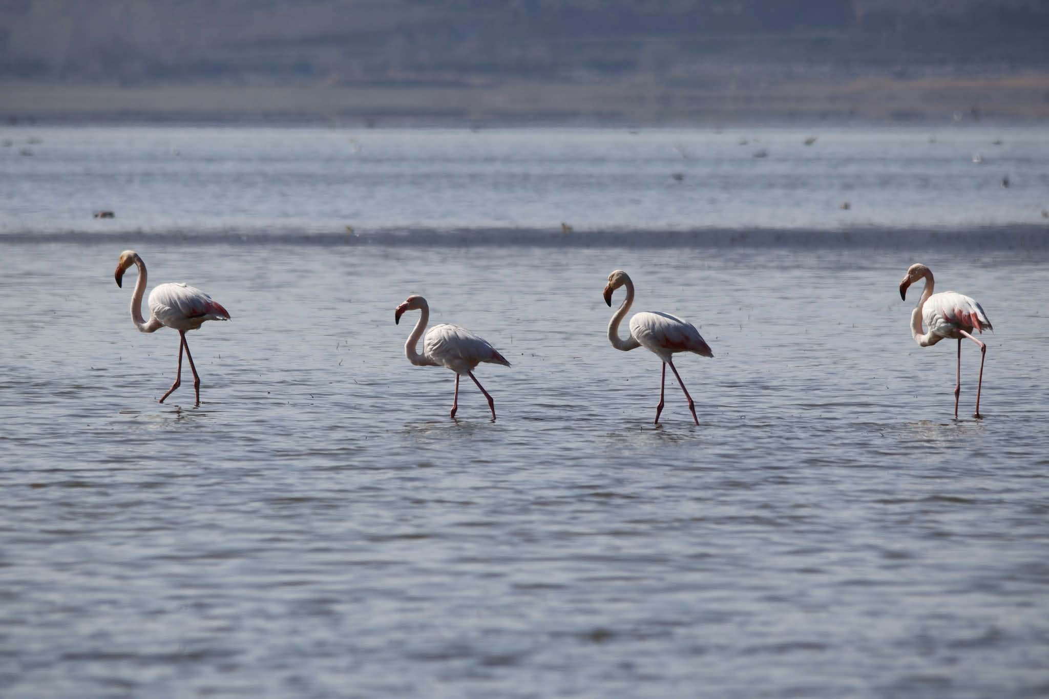 Konya- Kuruyan gölde,daha önce çekilen kuşların fotoğraflarıyla kuraklığa dikkat çektiler - Görsel 10