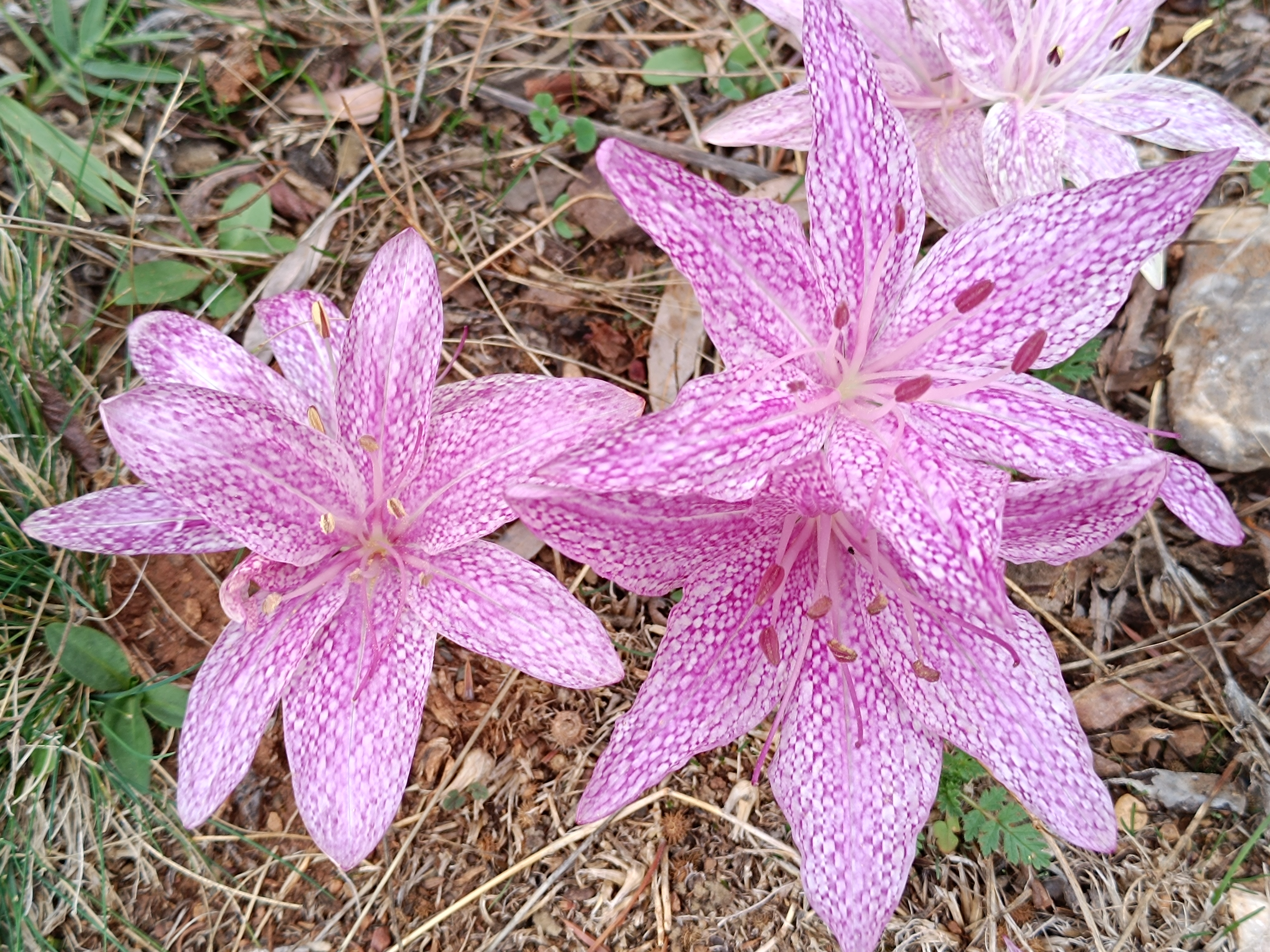 Toroslarda Kışın Habercisi 'Vargit' Çiçeği Açtı, Yaylalar Göç Zamanını İşaret Etti - Görsel 2
