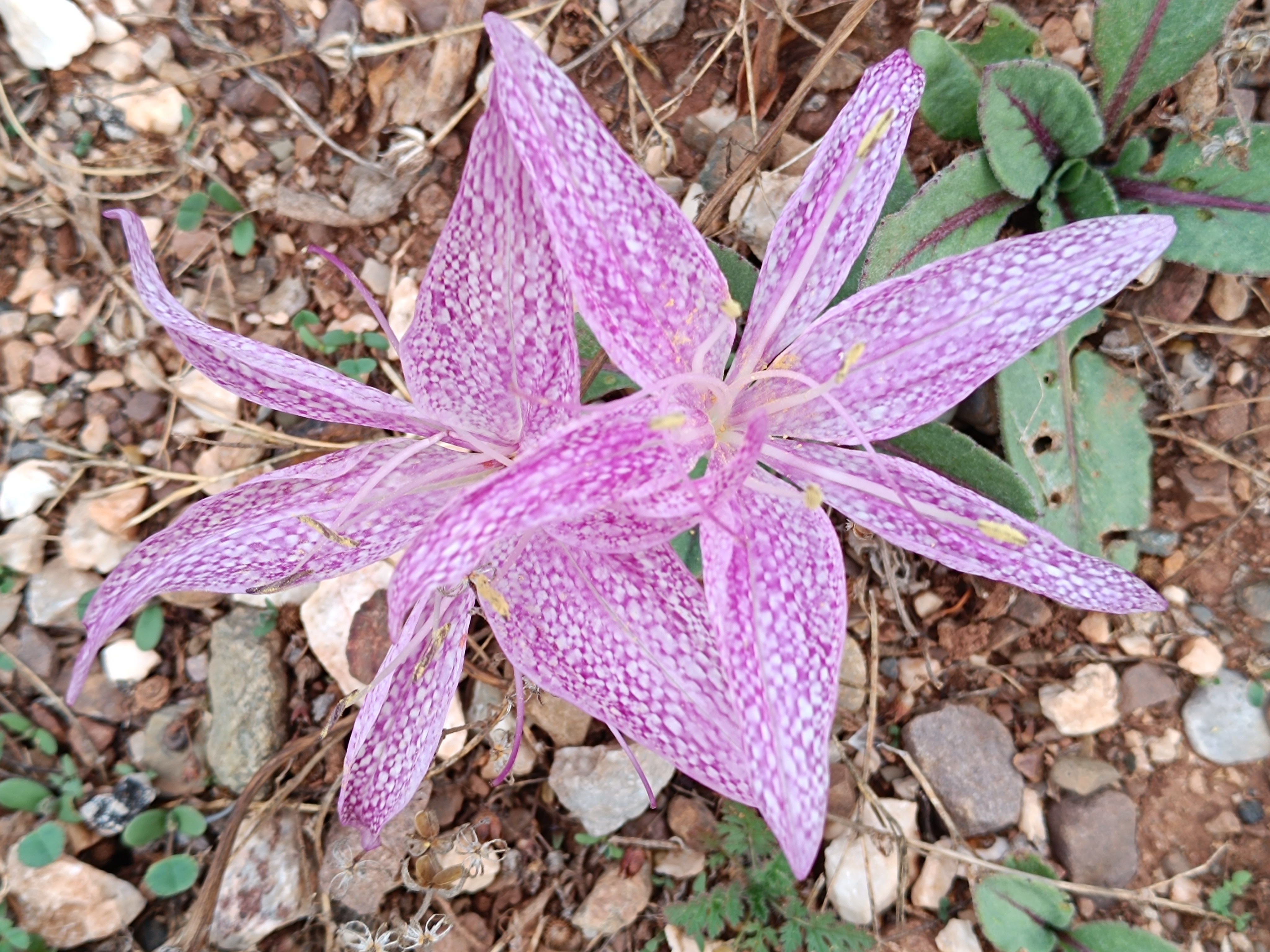 Toroslarda Kışın Habercisi 'Vargit' Çiçeği Açtı, Yaylalar Göç Zamanını İşaret Etti - Görsel 5