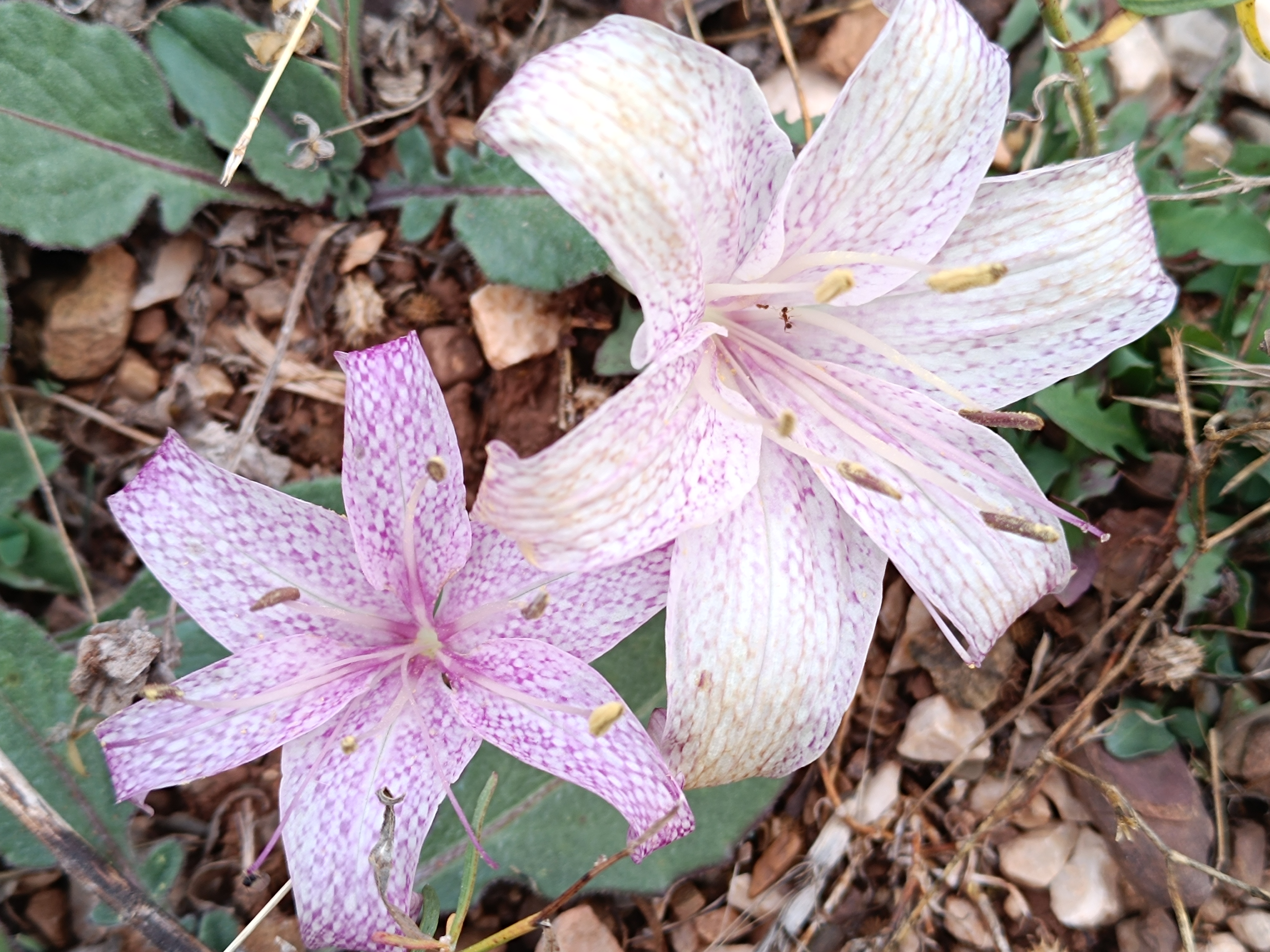 Toroslarda Kışın Habercisi 'Vargit' Çiçeği Açtı, Yaylalar Göç Zamanını İşaret Etti - Görsel 6