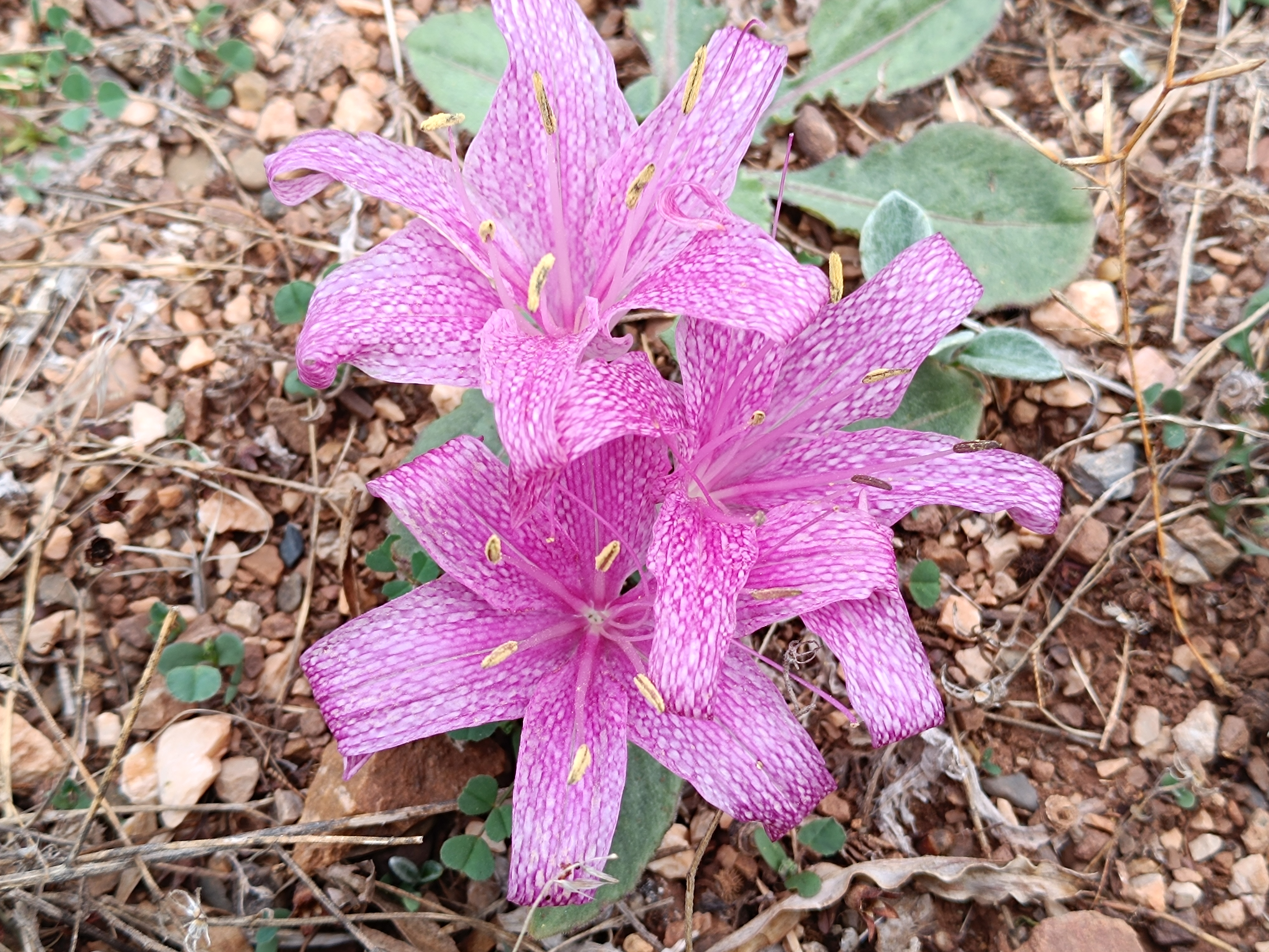 Toroslarda Kışın Habercisi 'Vargit' Çiçeği Açtı, Yaylalar Göç Zamanını İşaret Etti - Görsel 7