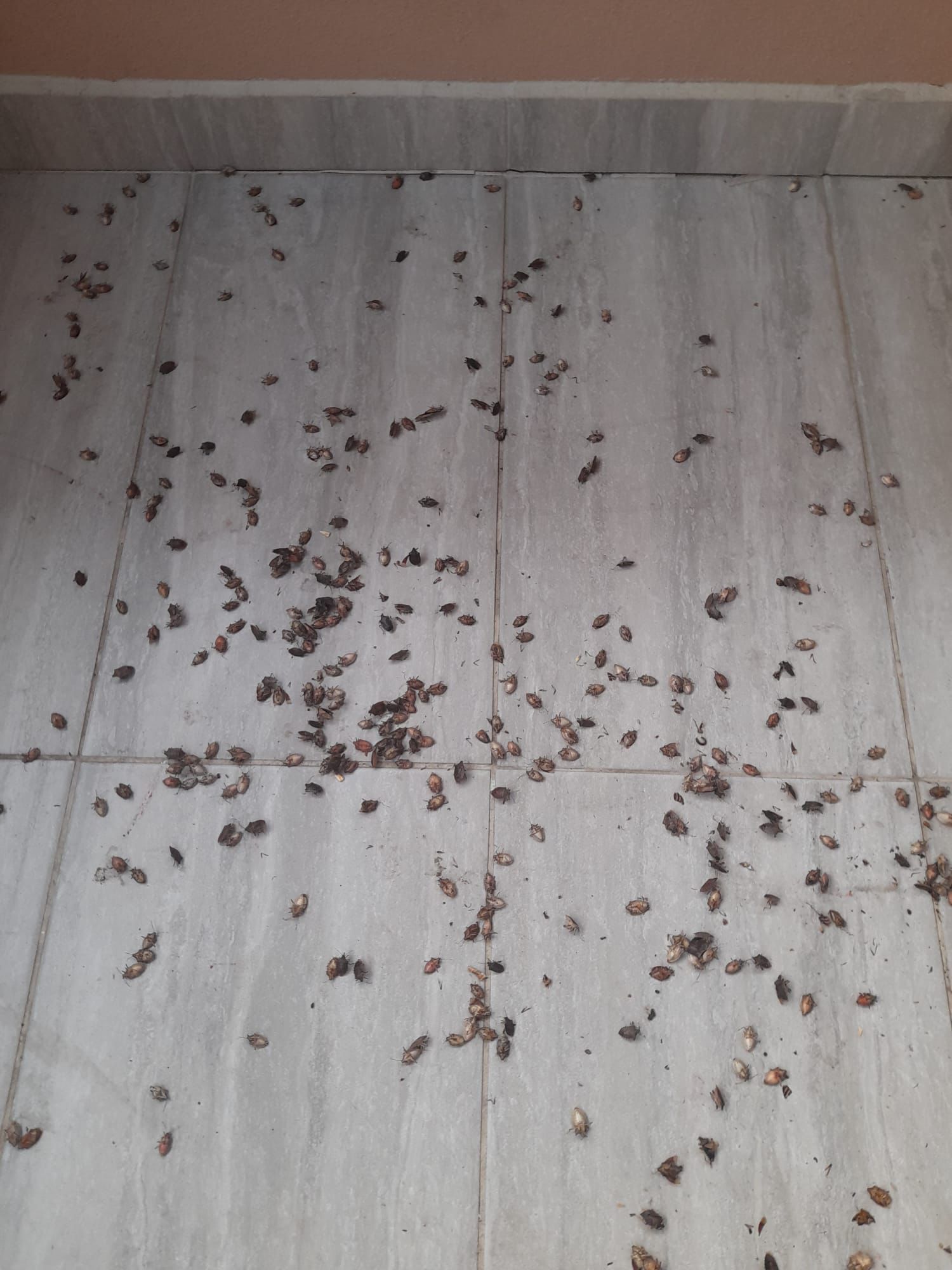 Prof. Dr. Özlü'den 'kahverengi kokarca'ya temas uyarısı - Görsel 1