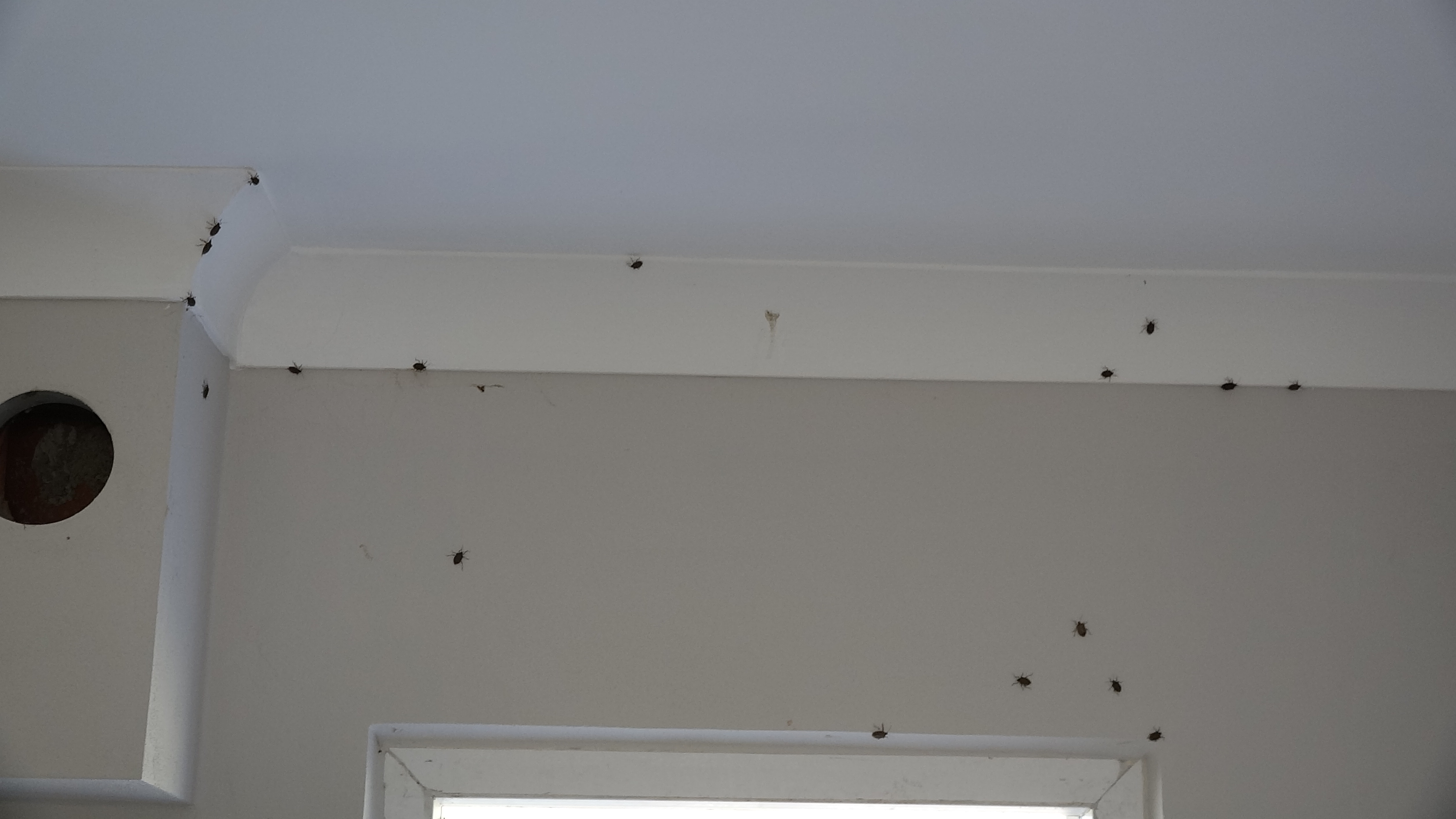 Prof. Dr. Özlü'den 'kahverengi kokarca'ya temas uyarısı - Görsel 2