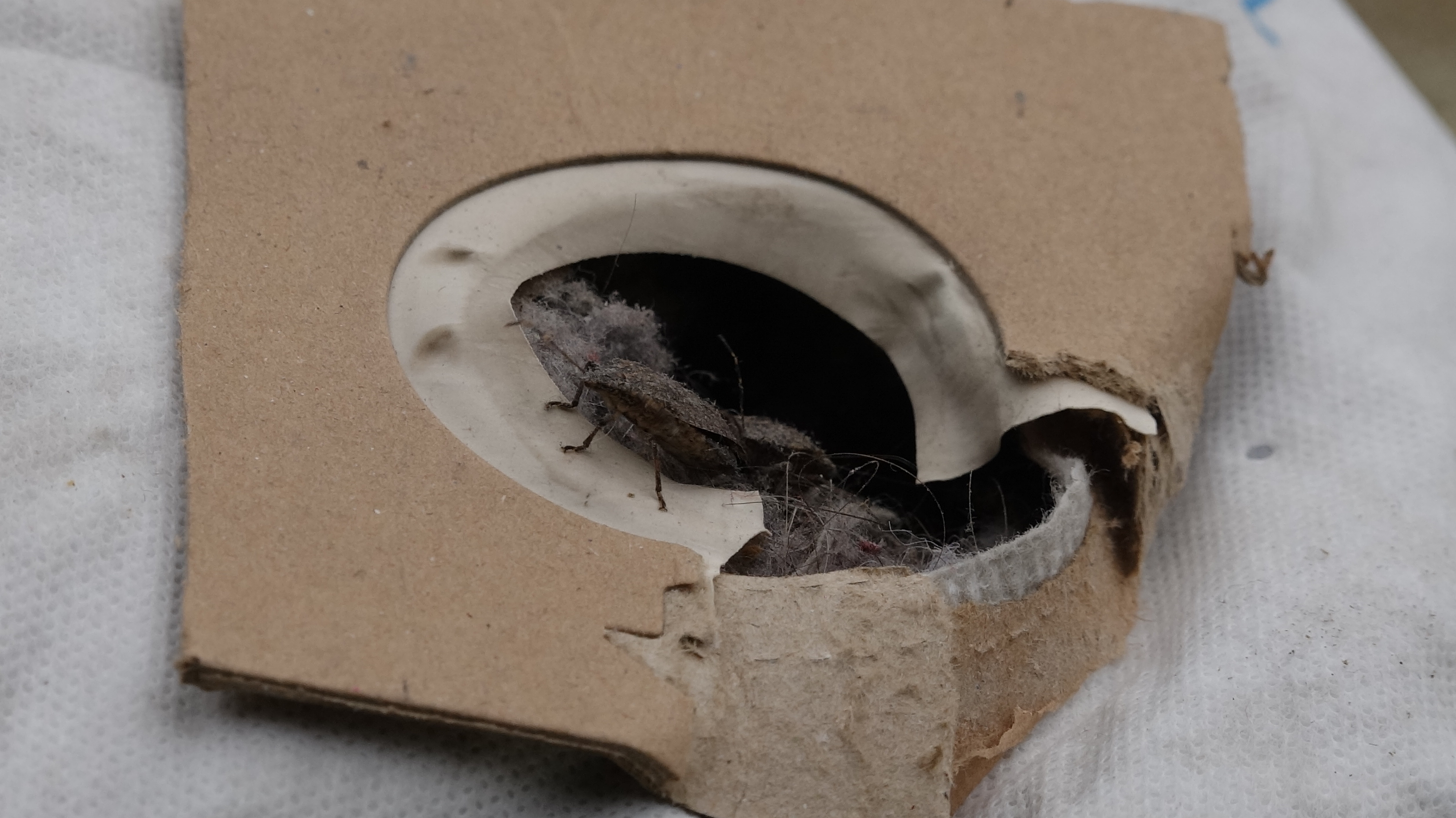 Prof. Dr. Özlü'den 'kahverengi kokarca'ya temas uyarısı - Görsel 3