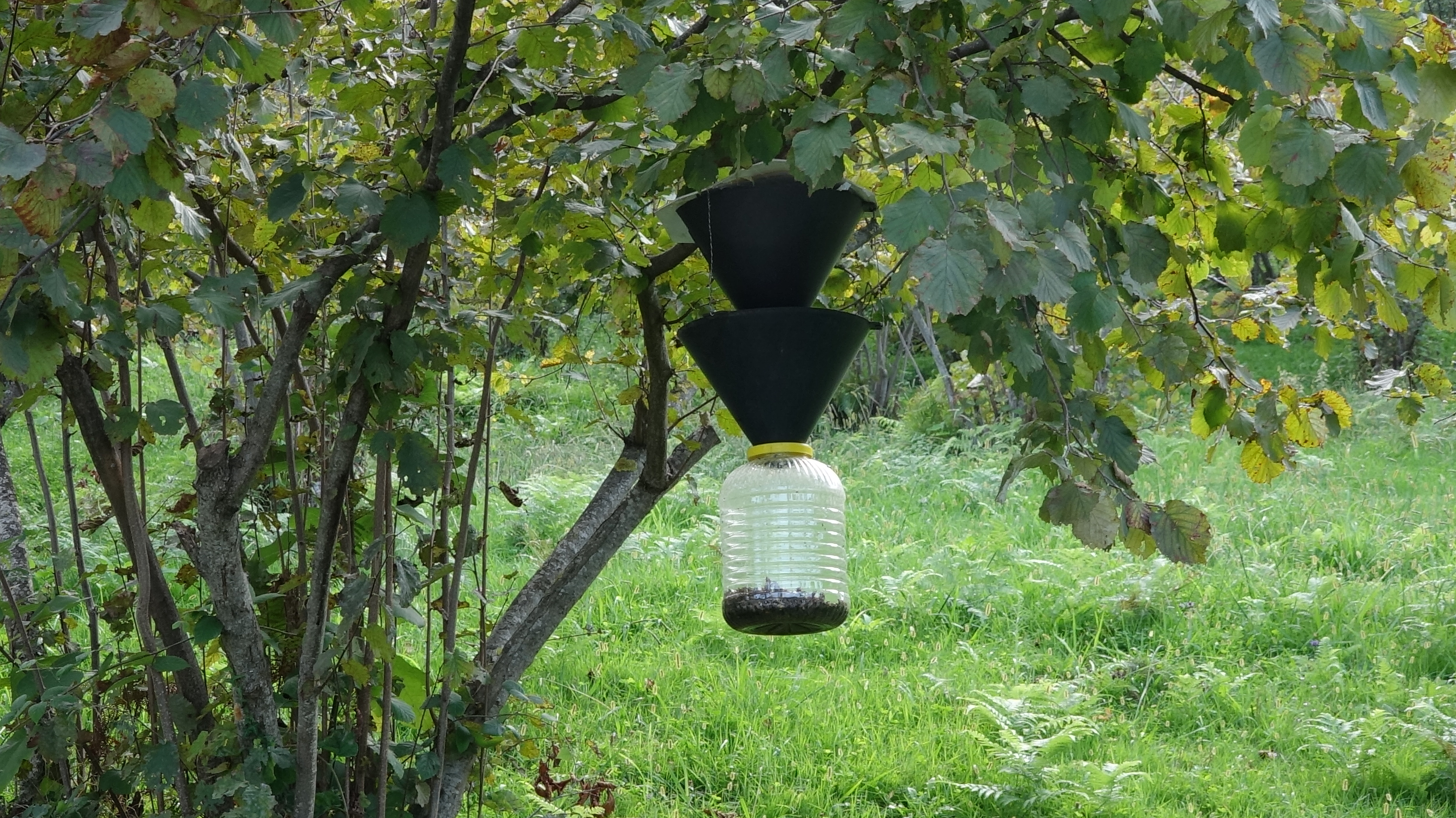 Prof. Dr. Özlü'den 'kahverengi kokarca'ya temas uyarısı - Görsel 4