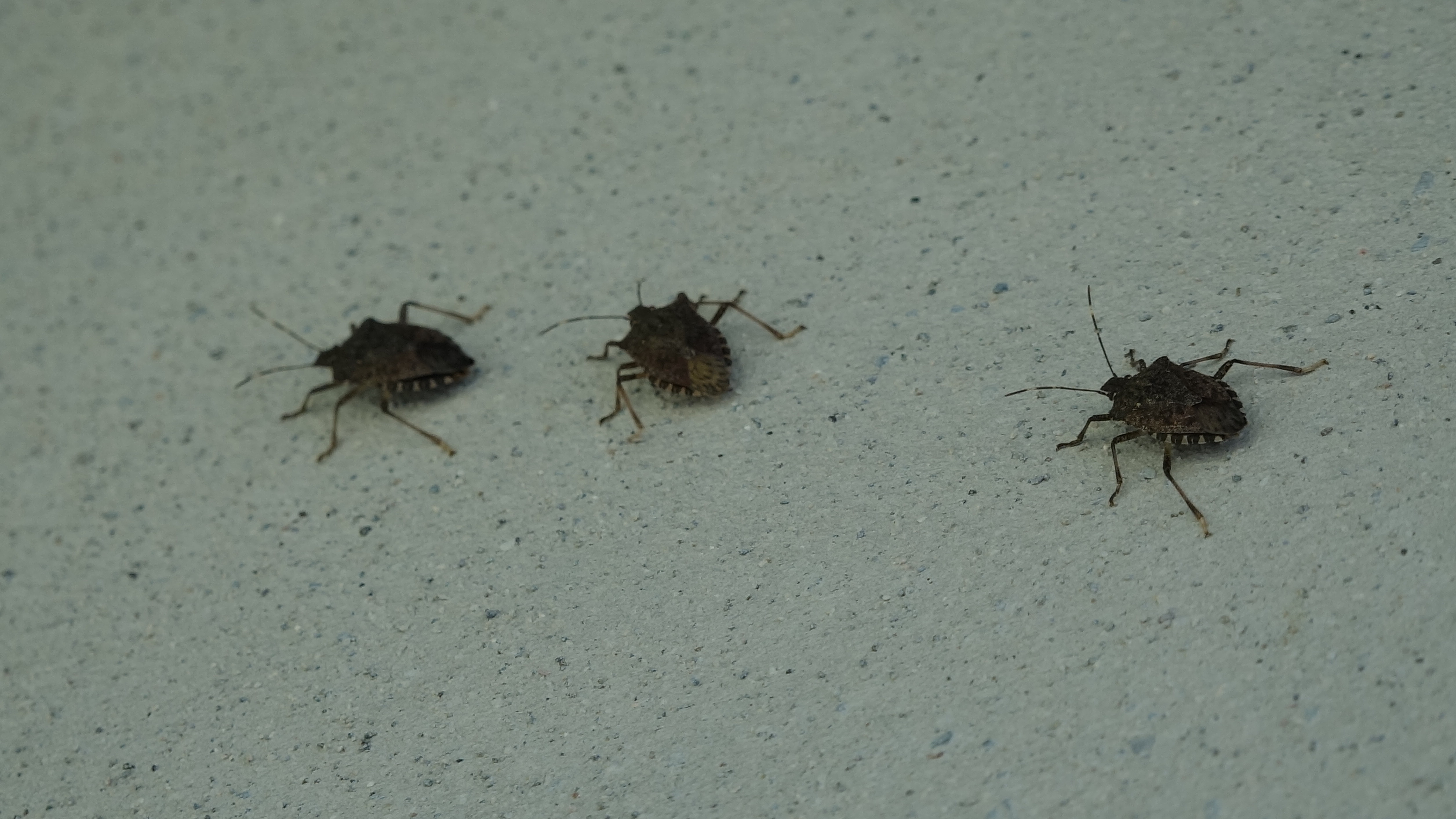 Prof. Dr. Özlü'den 'kahverengi kokarca'ya temas uyarısı - Görsel 6