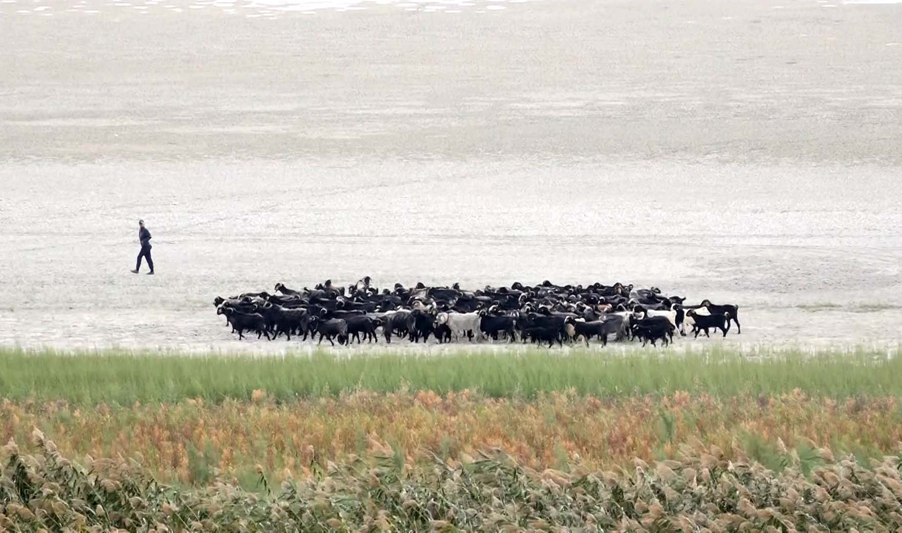 Suyu çekilince ikiye bölünen Eğirdir Gölü, hayvanların otlağı oldu - Görsel 1