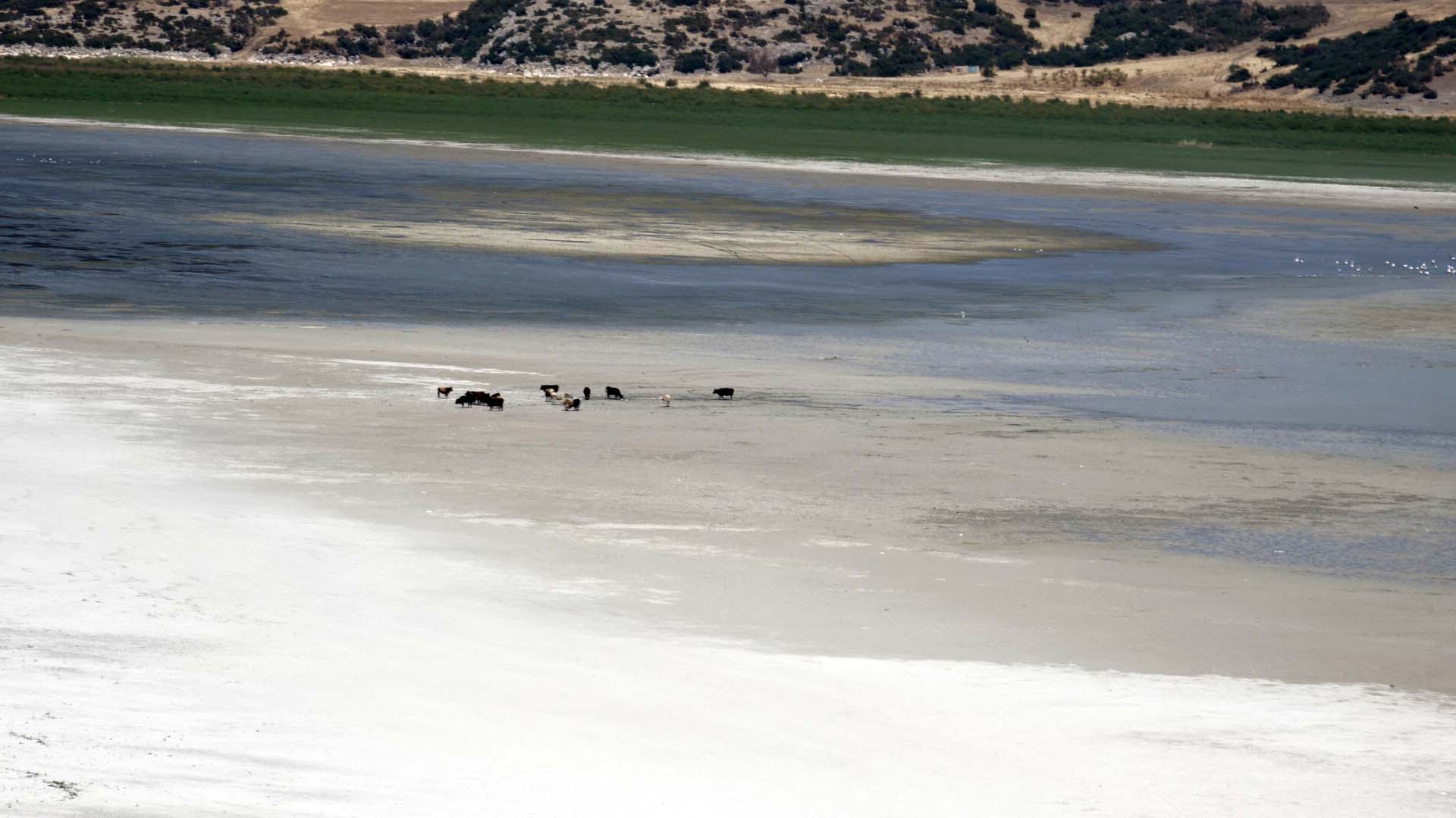 Suyu çekilince ikiye bölünen Eğirdir Gölü, hayvanların otlağı oldu - Görsel 2