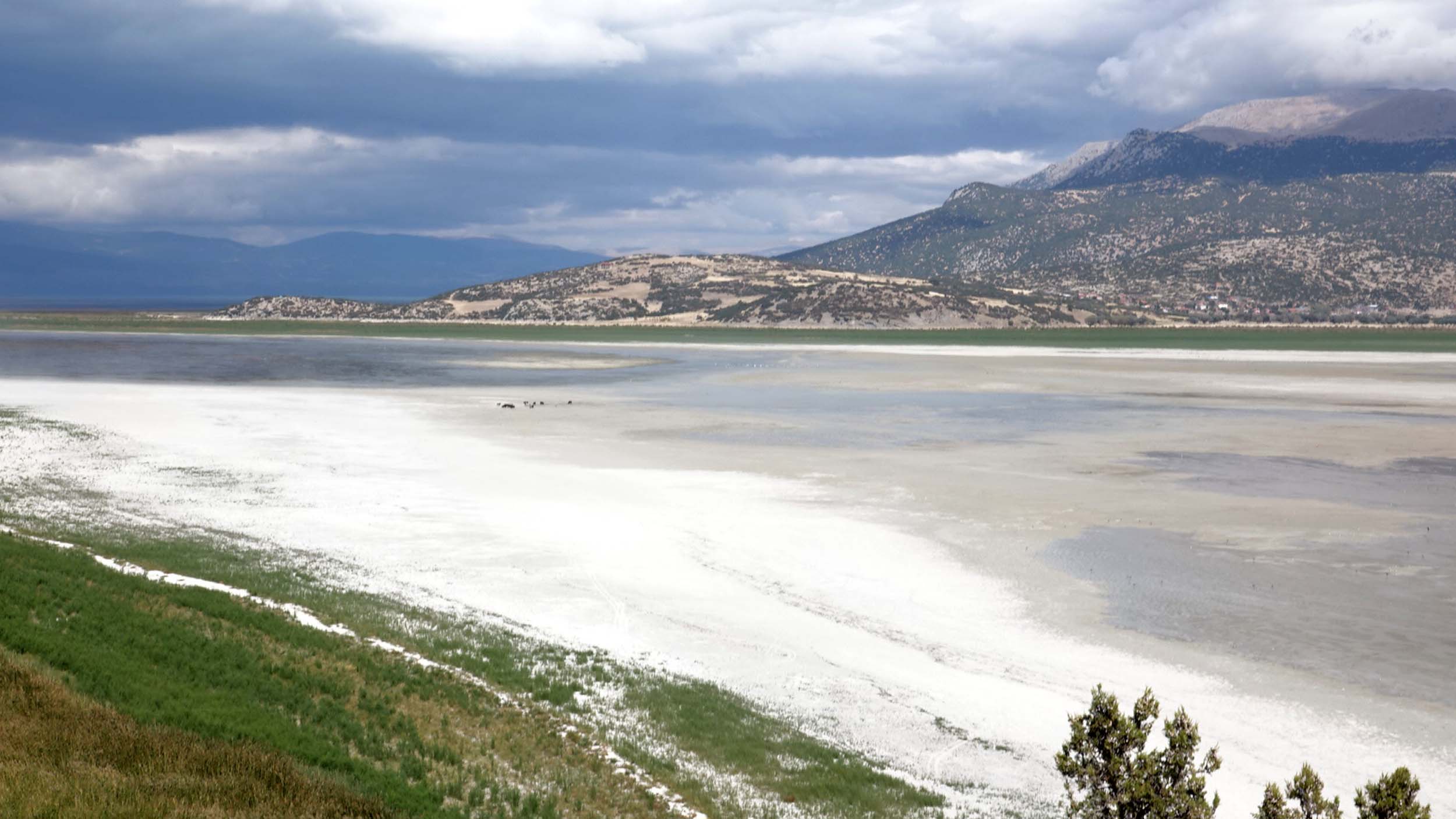 Suyu çekilince ikiye bölünen Eğirdir Gölü, hayvanların otlağı oldu - Görsel 6
